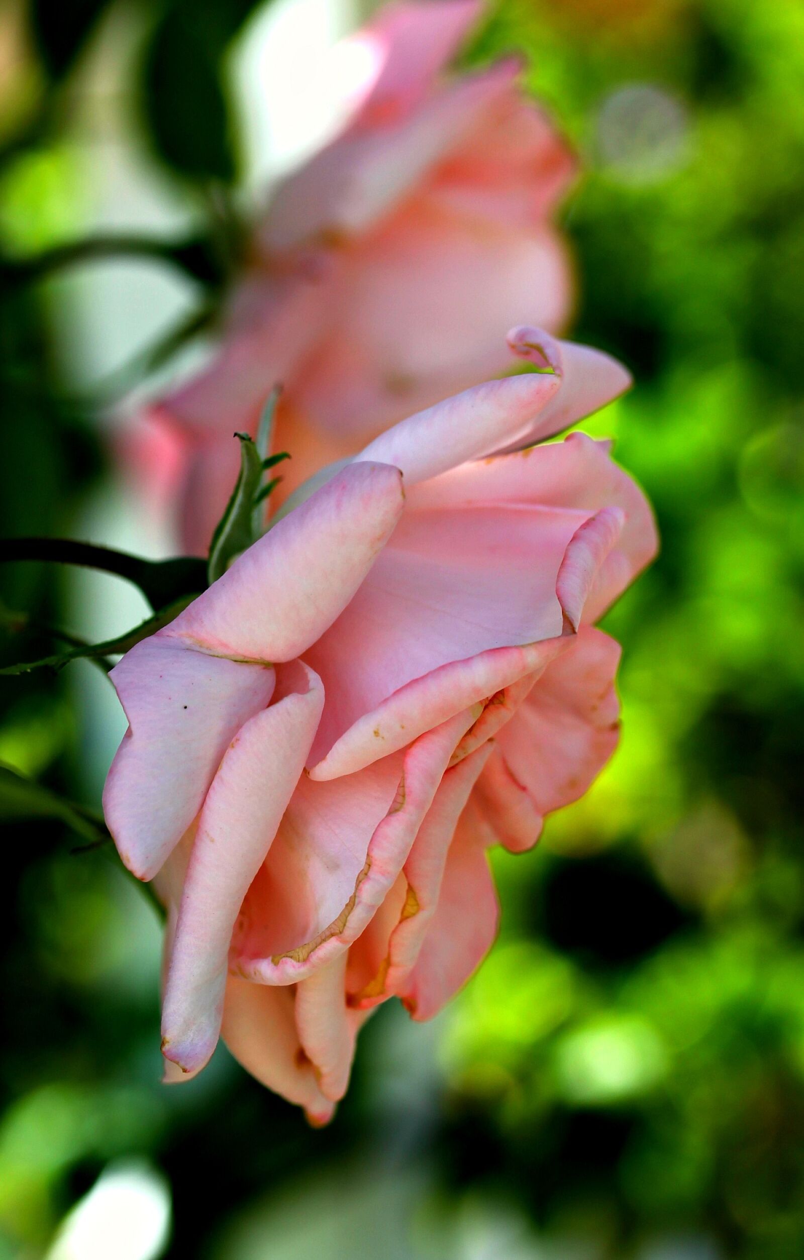 Canon EF-S 60mm F2.8 Macro USM sample photo. Rose, flower, pink photography