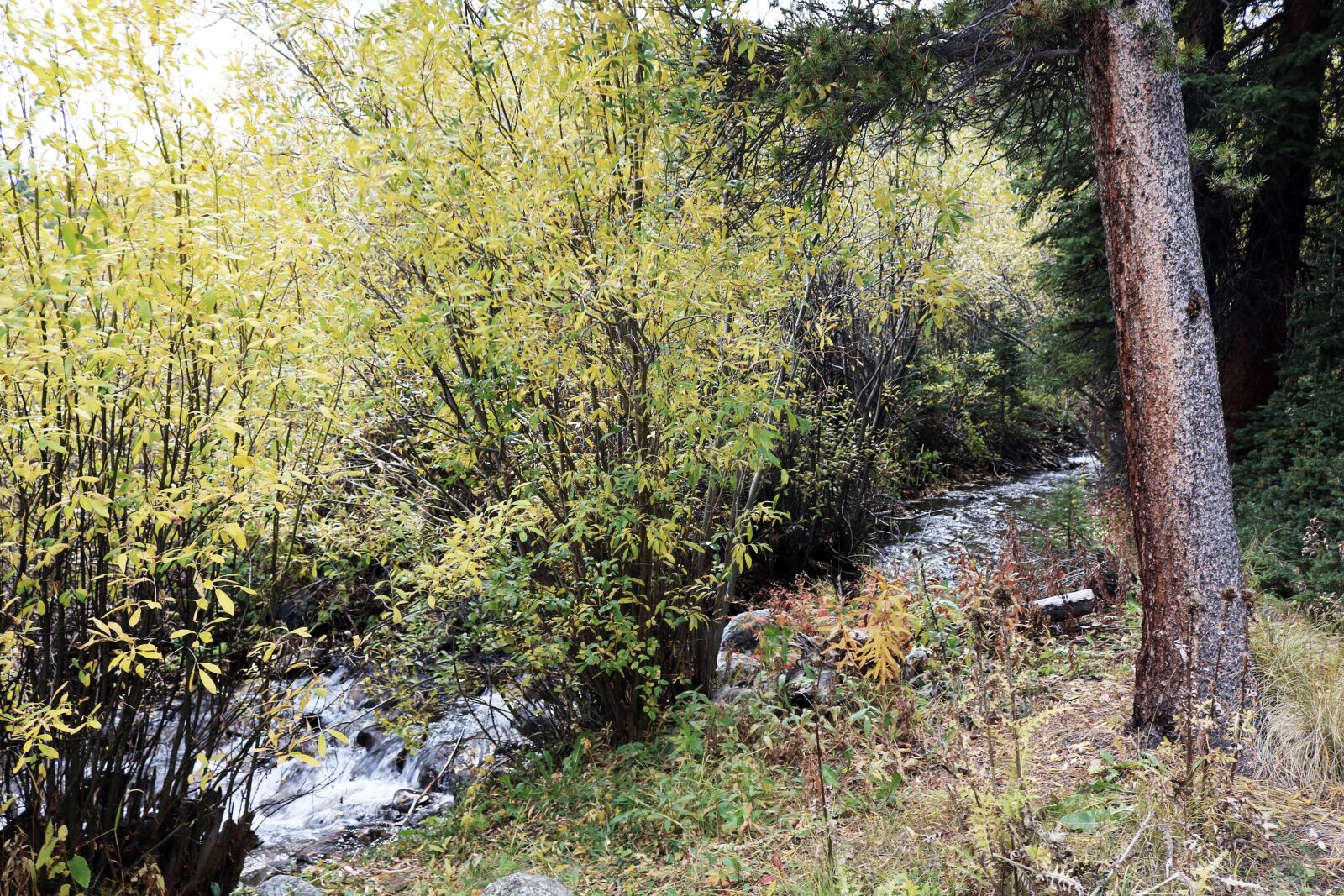 Canon EOS 750D (EOS Rebel T6i / EOS Kiss X8i) sample photo. Stream, forest, landscape photography