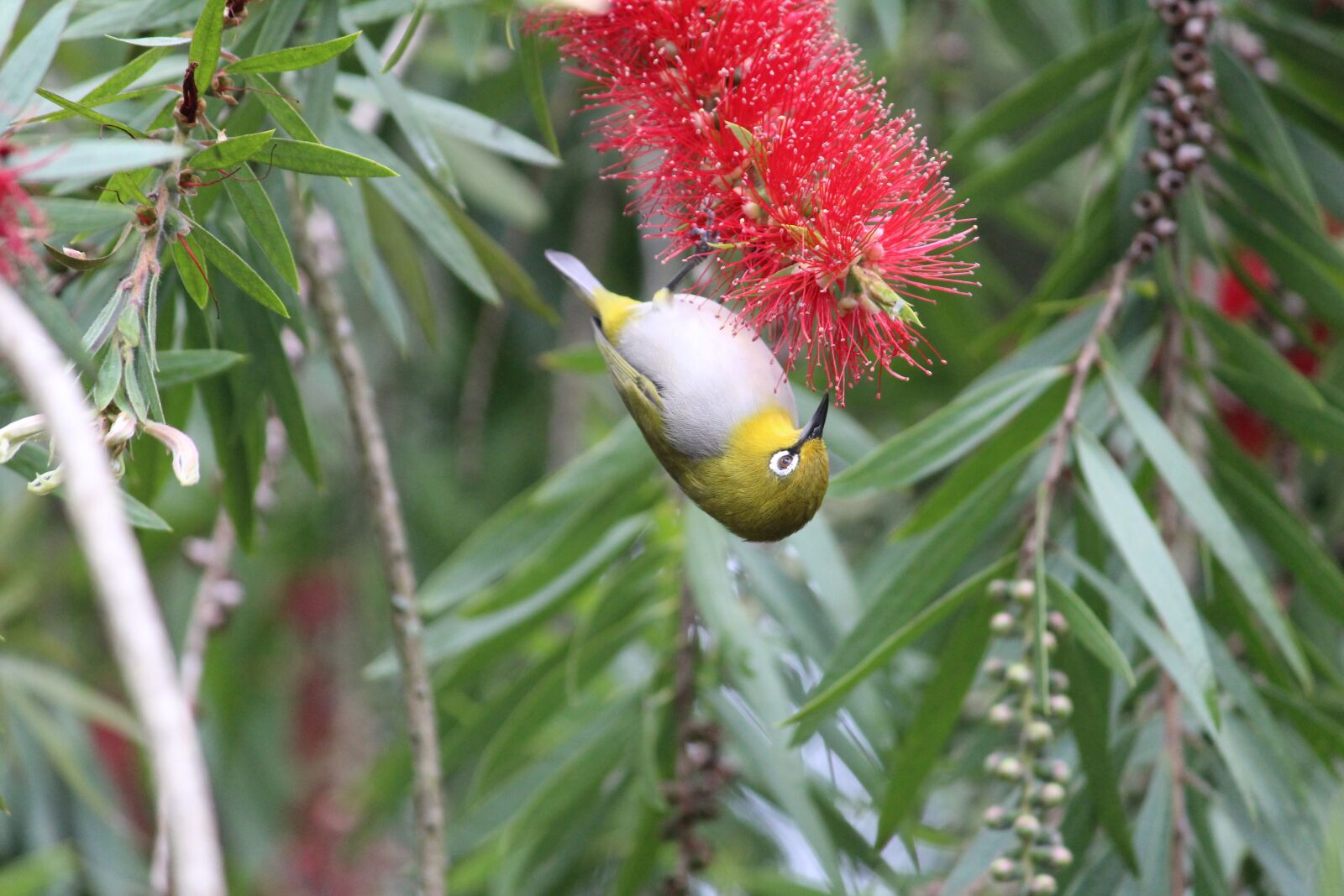 Canon EOS 1200D (EOS Rebel T5 / EOS Kiss X70 / EOS Hi) sample photo. Bird, nature, oriental white photography