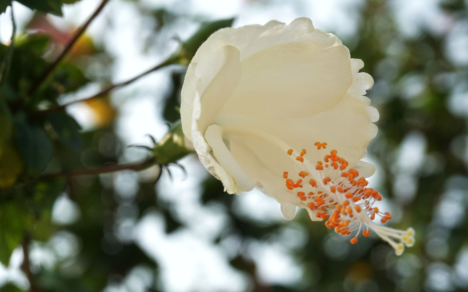 Sony a6300 sample photo. Japanese camellia, camellia, white photography