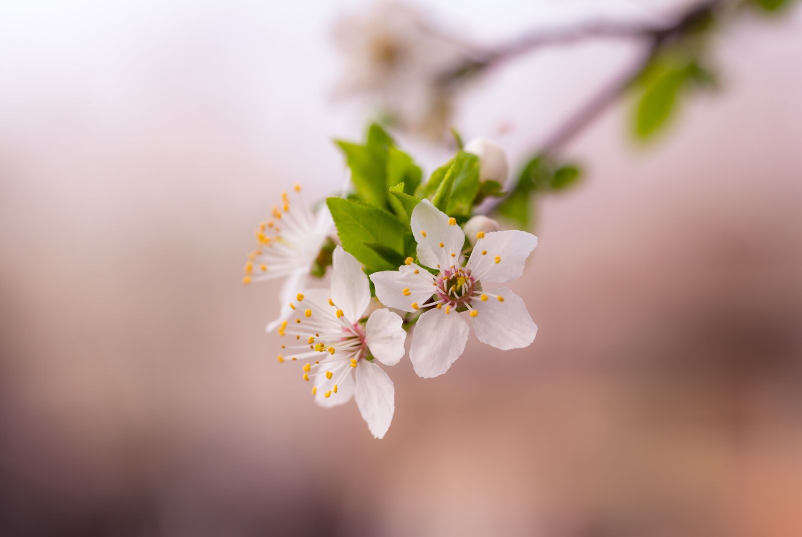 Canon EF 100mm F2.8L Macro IS USM sample photo. White, petals, flower photography