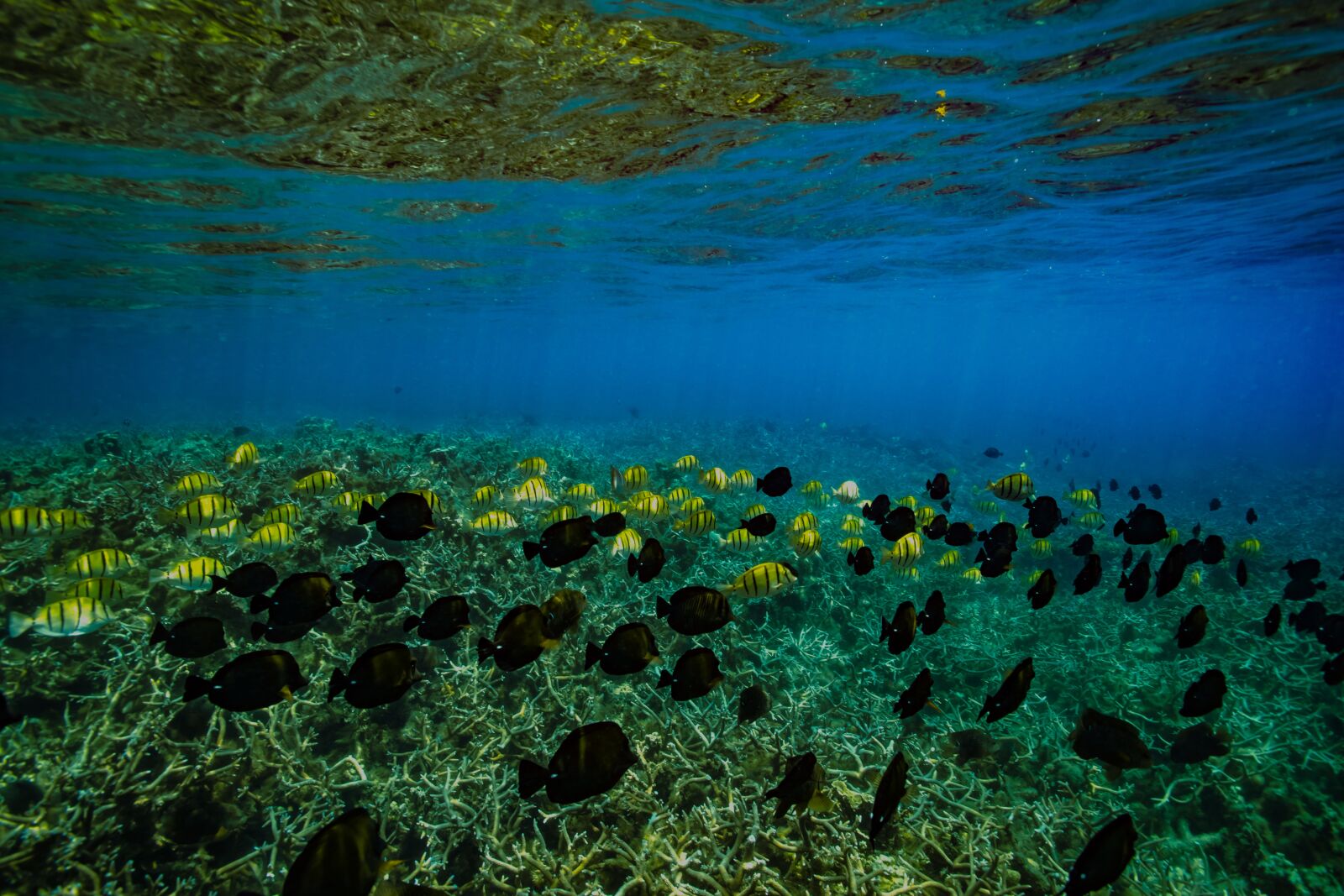 Nikon D5 sample photo. Waters, nature, underwater photography
