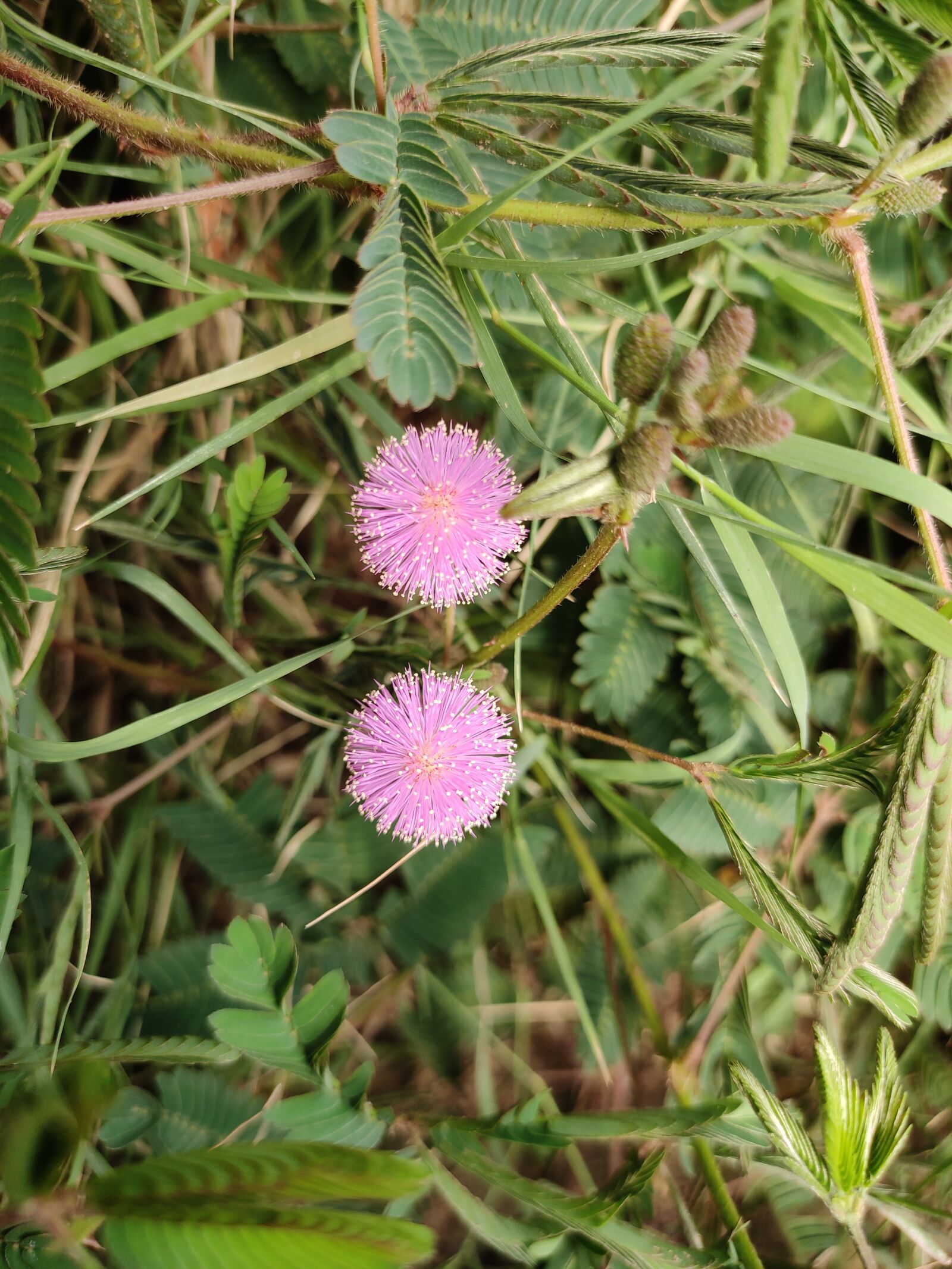 Xiaomi Redmi Note 7 Pro sample photo. Nature, flower, pink flowers photography