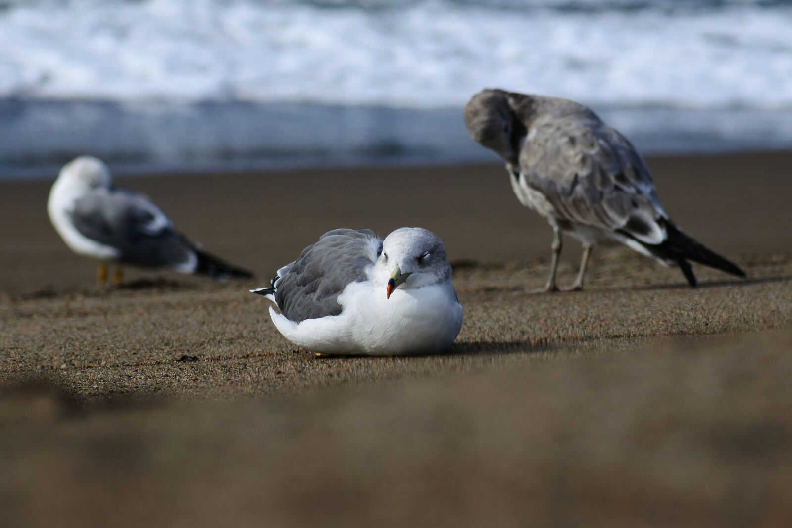 VR 70-300mm f/4.5-6.3G sample photo. Animal, sea, beach photography
