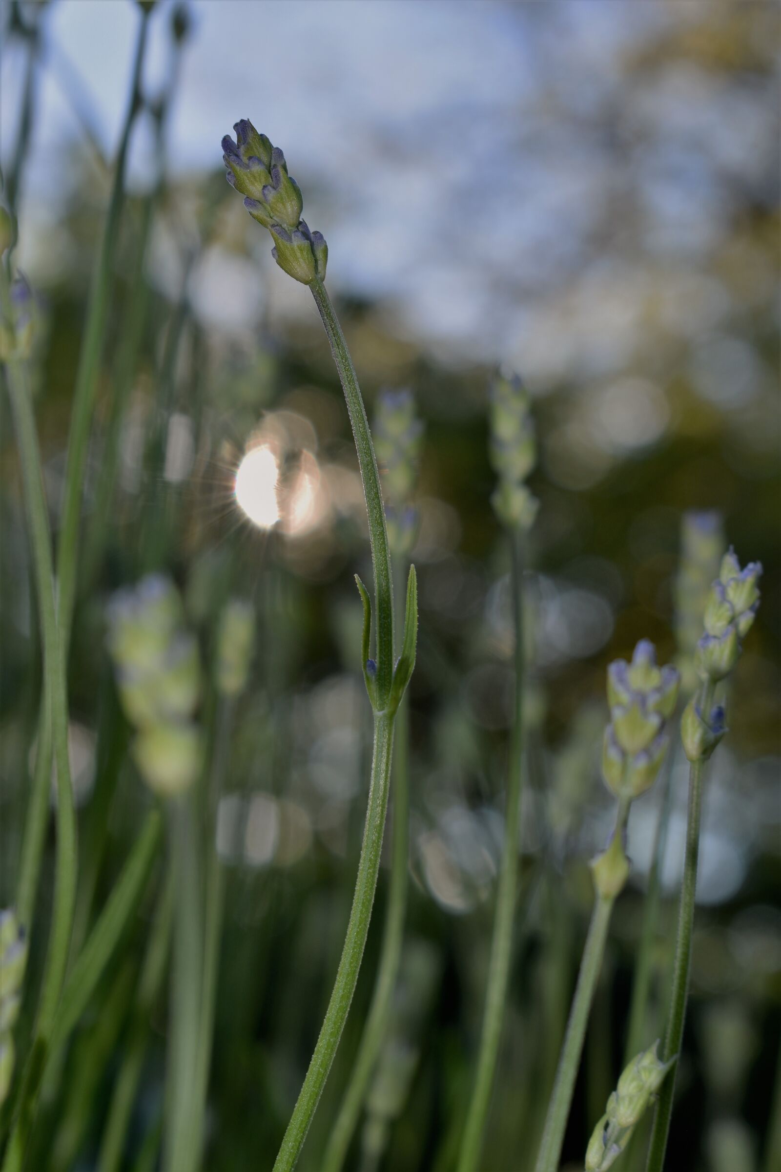 Nikon D5500 sample photo. Lavender, plant, garden photography