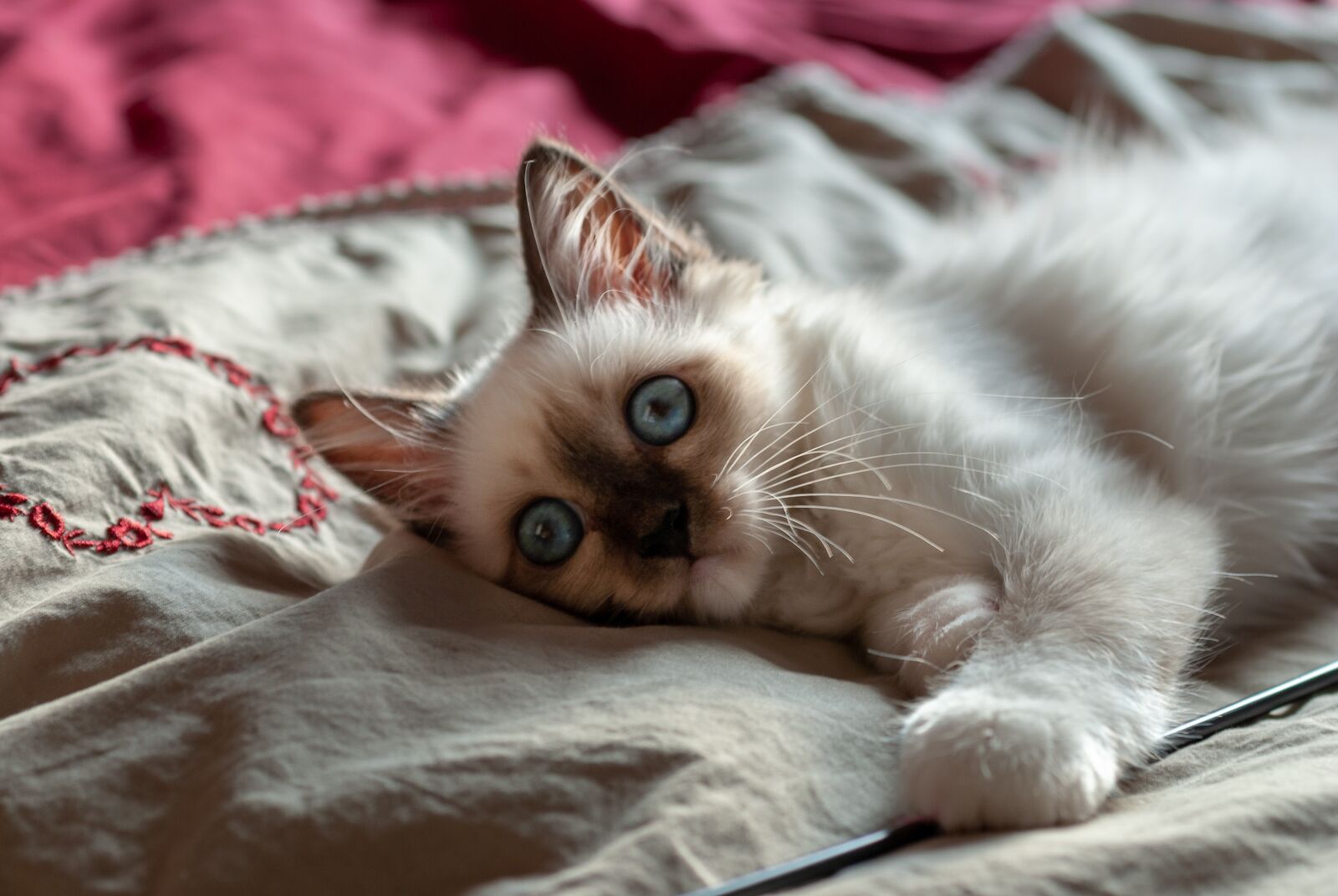 Nikon D80 sample photo. Cat, sacred, animals photography
