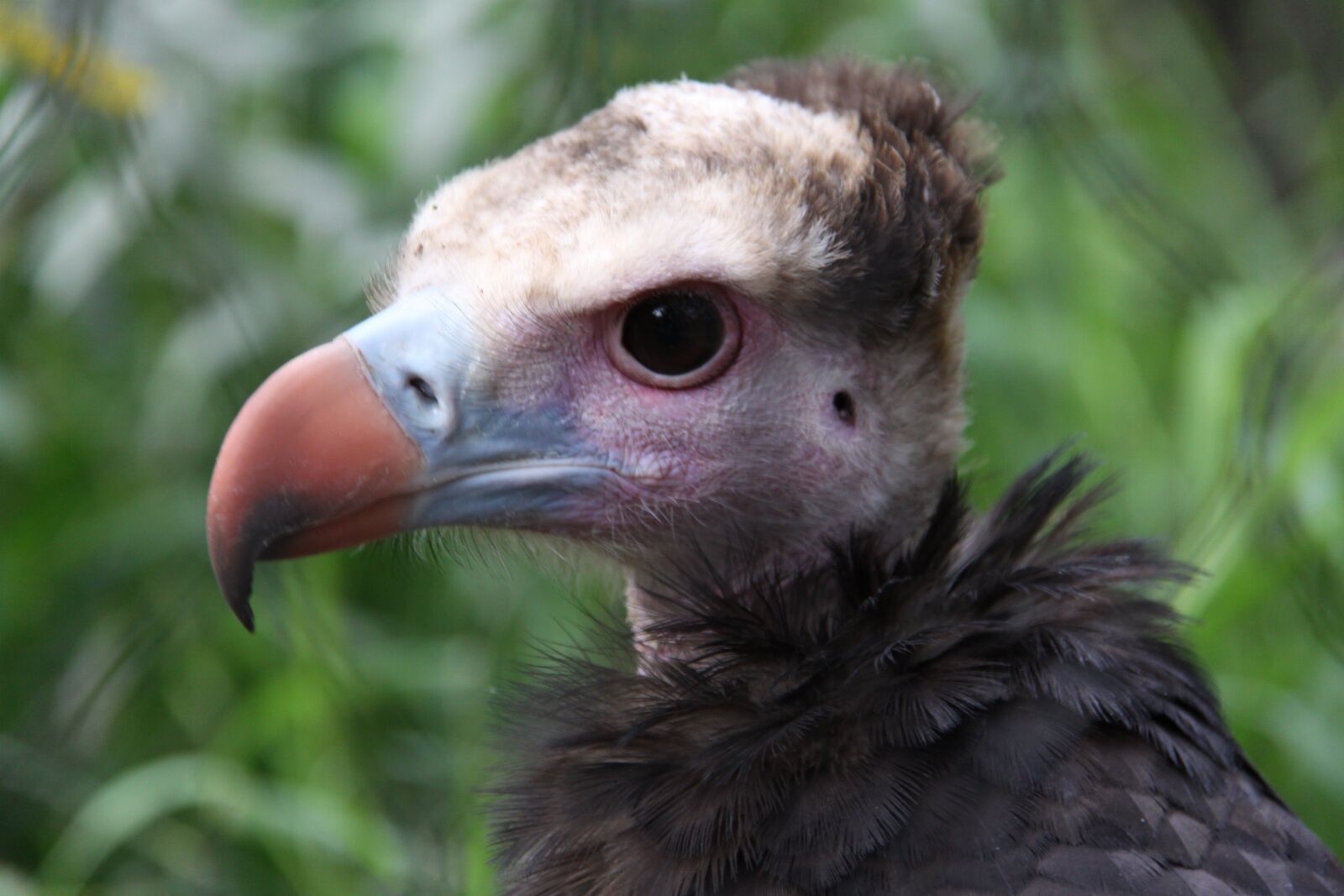 Canon EOS 50D sample photo. Wool head vulture, vulture photography