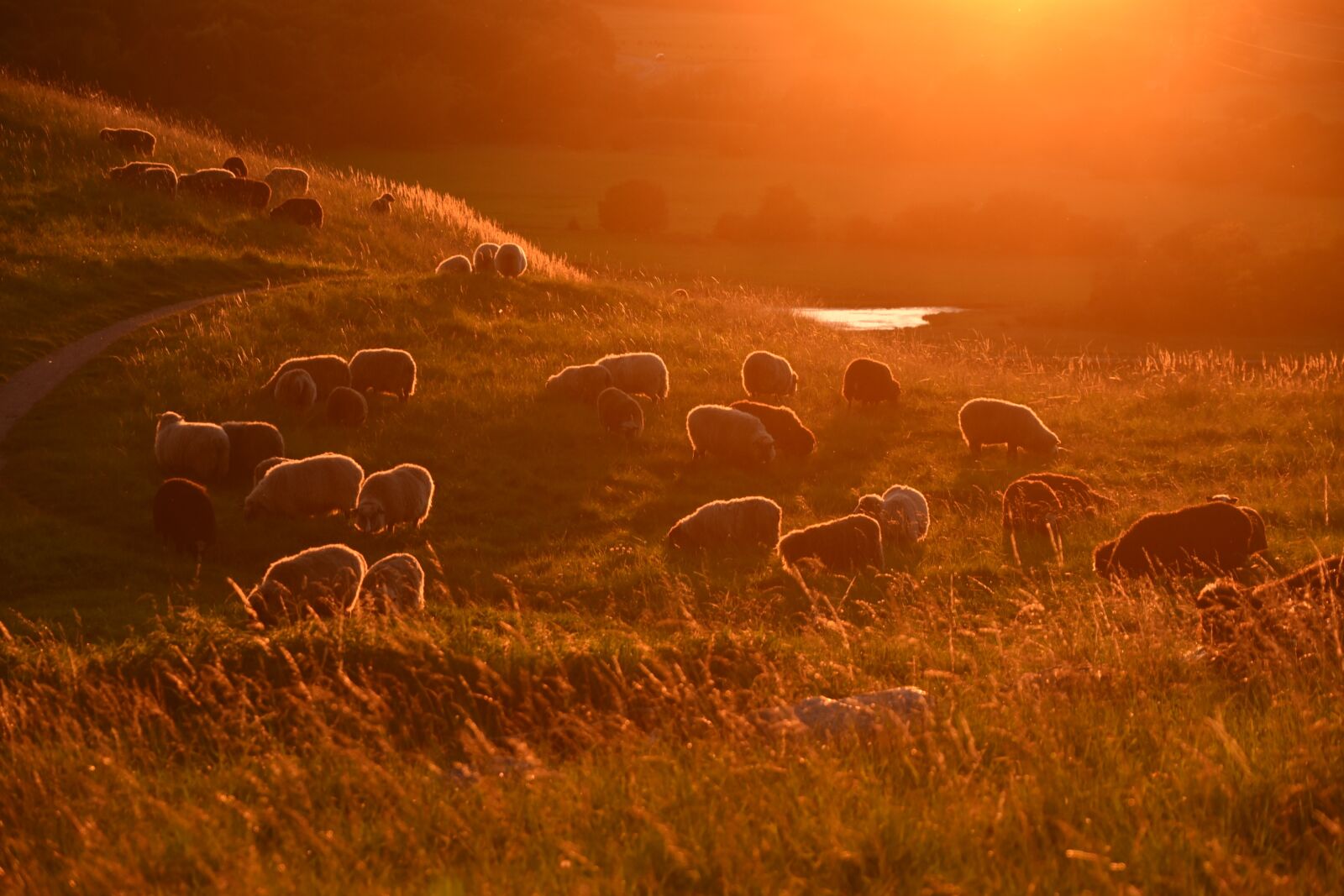 Nikon D750 sample photo. Sunset, sheep, livestock photography