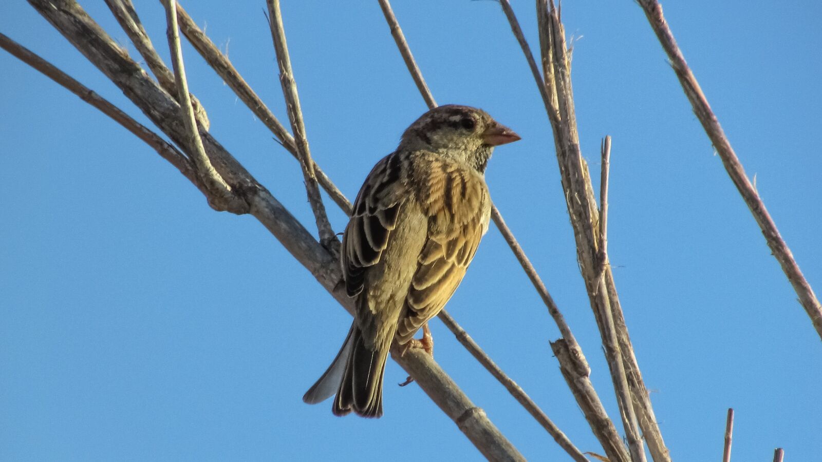 Canon PowerShot SX400 IS sample photo. Sparrow, bird, looking photography