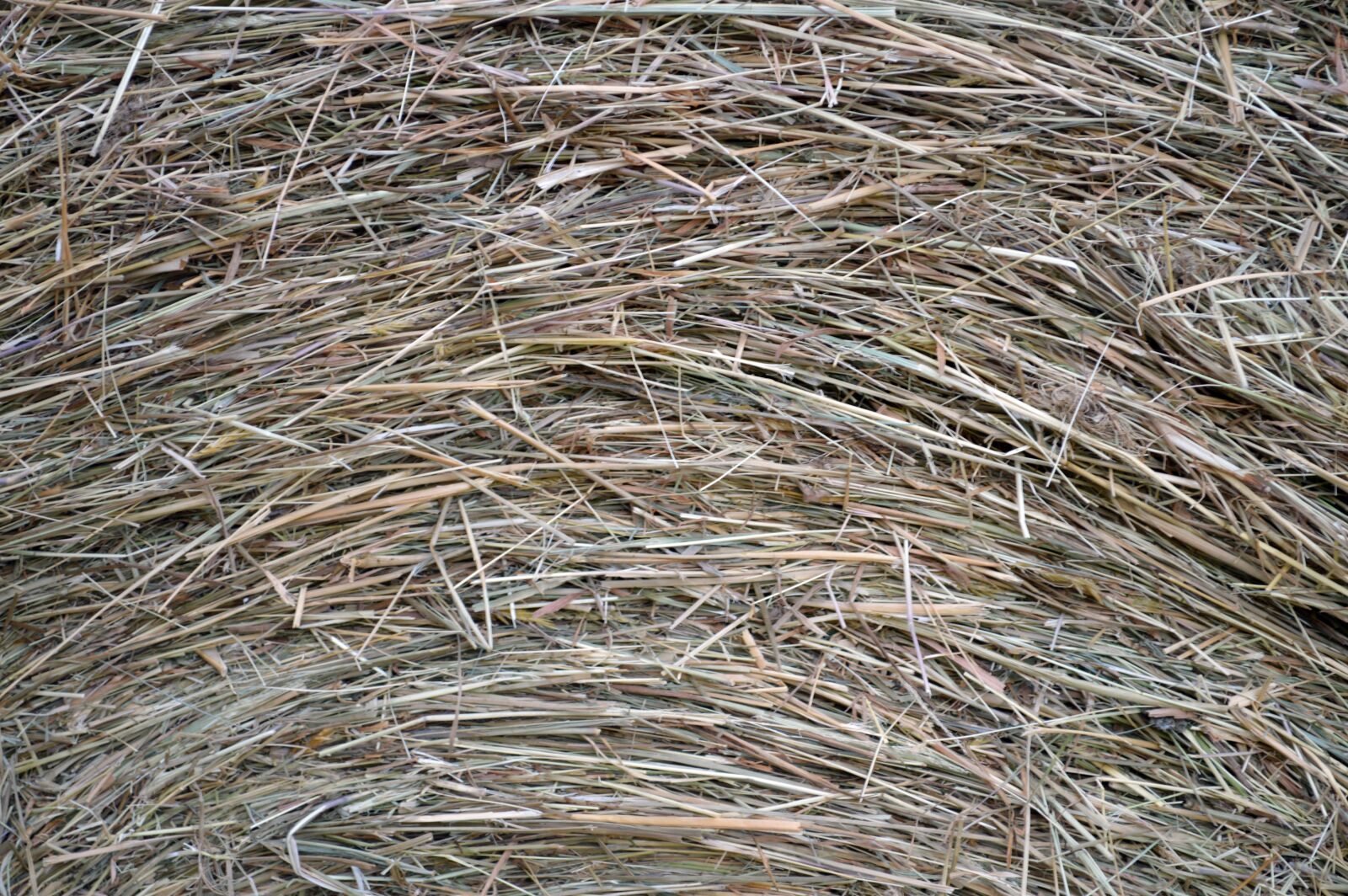 Nikon D3200 sample photo. Straw, roller, harvest photography