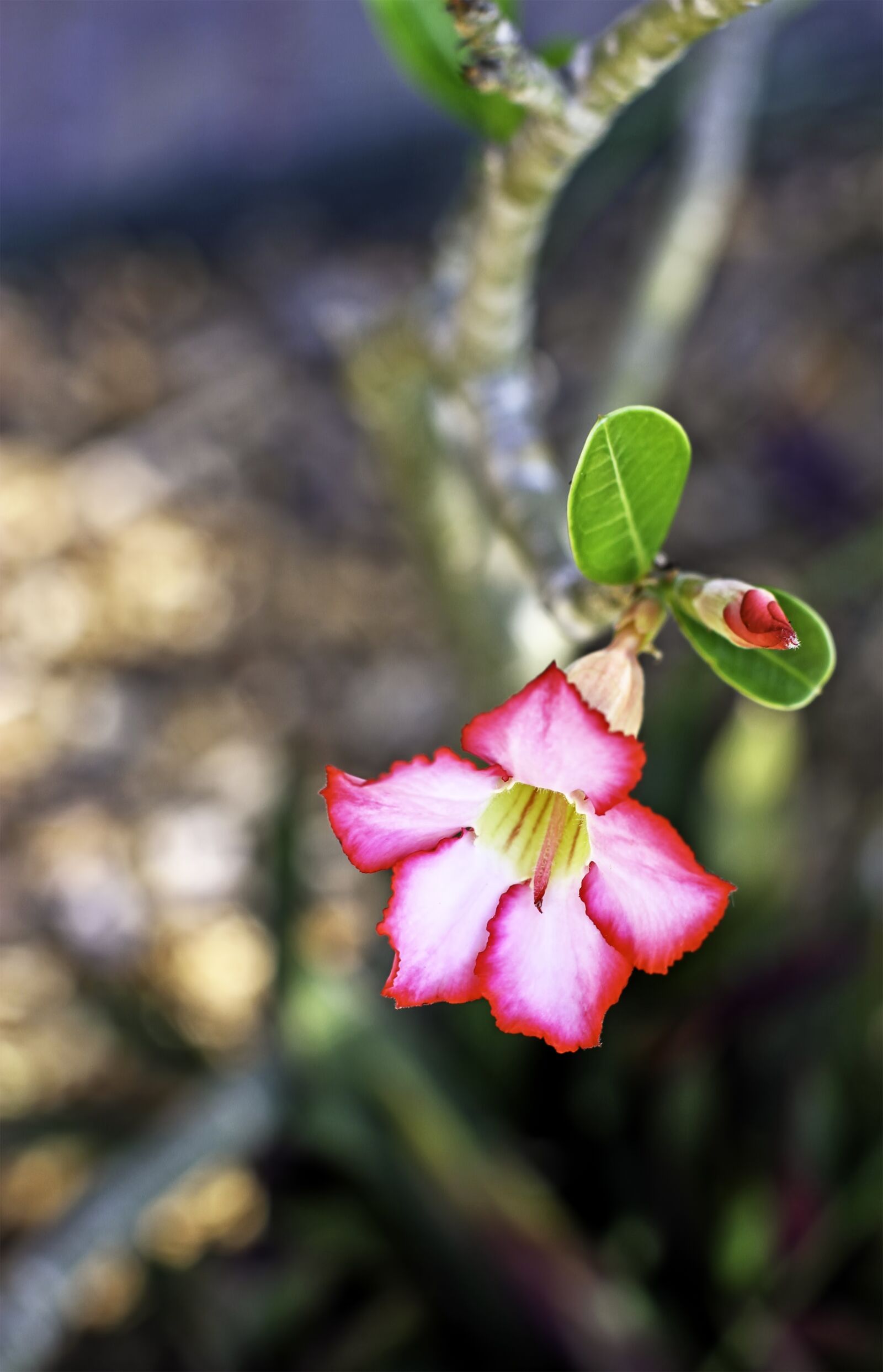Canon EOS 7D + Canon EF 50mm F1.2L USM sample photo. Desert rose, townsville gardens photography
