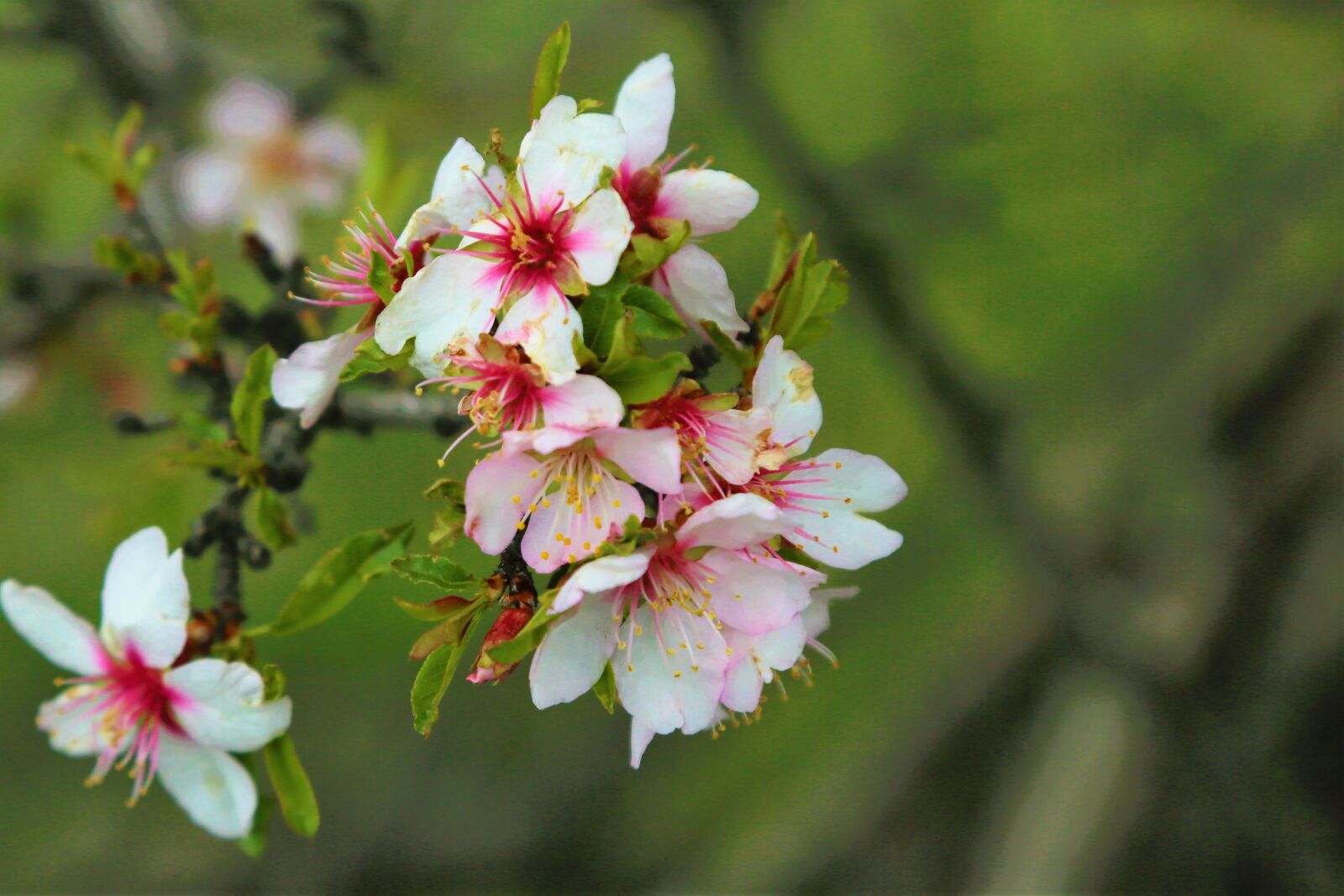 Canon EOS 5D Mark III sample photo. Flower, spring, nature photography