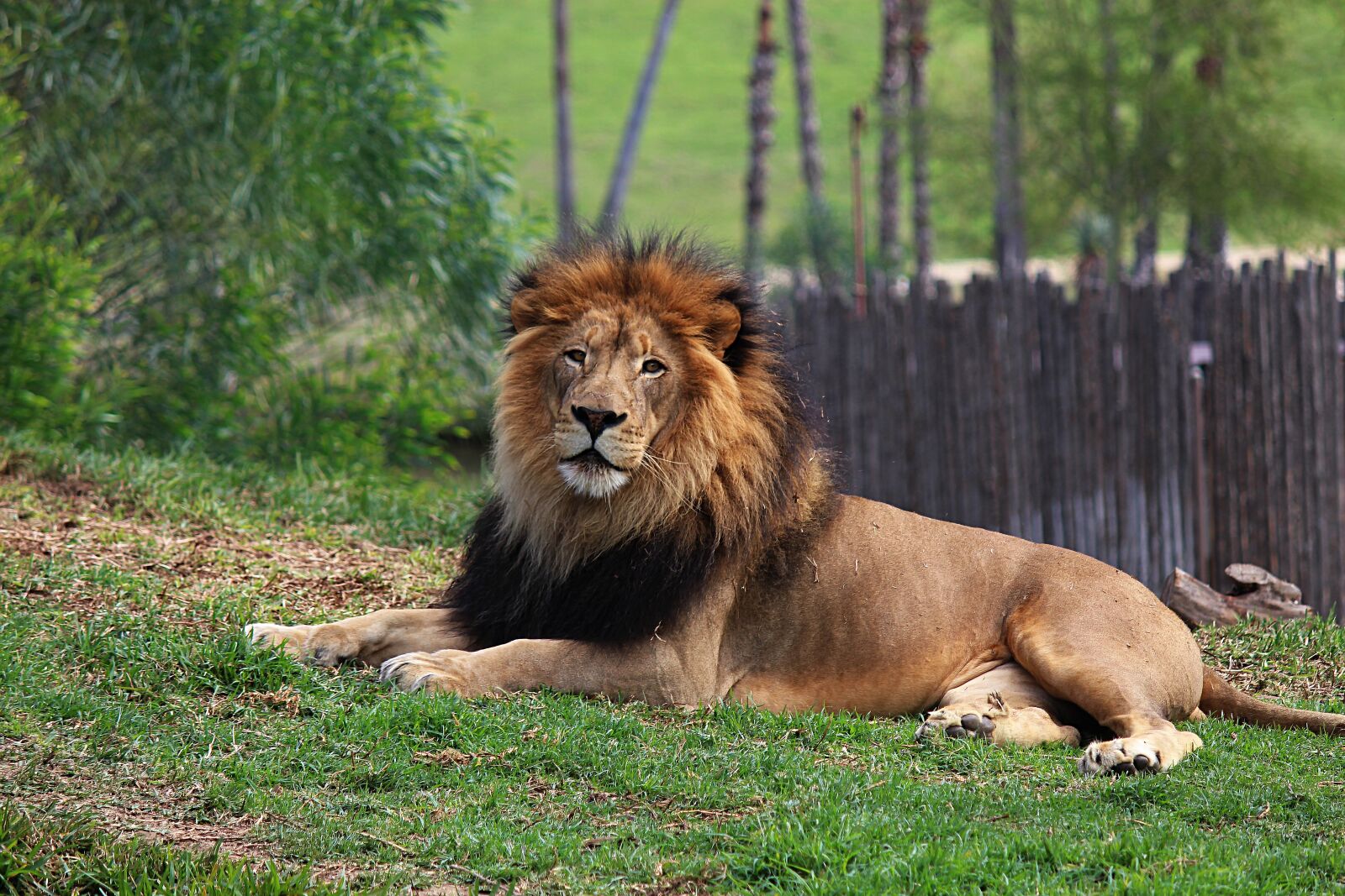 Canon EOS 100D (EOS Rebel SL1 / EOS Kiss X7) sample photo. Lion, animal, wild photography