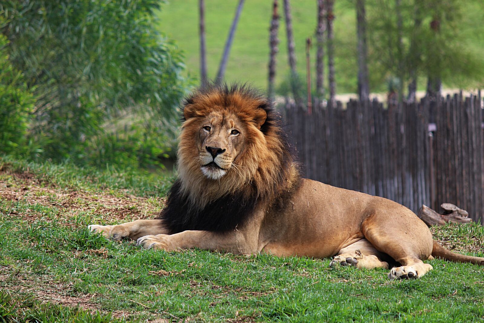 Canon EOS 100D (EOS Rebel SL1 / EOS Kiss X7) + Canon EF-S 55-250mm F4-5.6 IS II sample photo. Lion, animal, wild photography