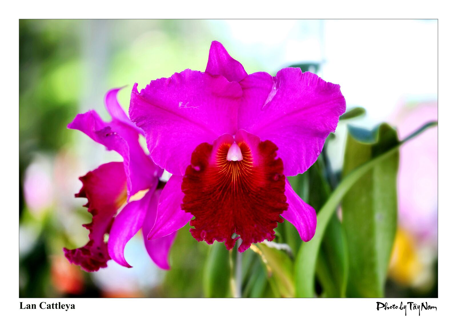 Canon EOS 5D Mark II sample photo. Orchids, flower, scene photography