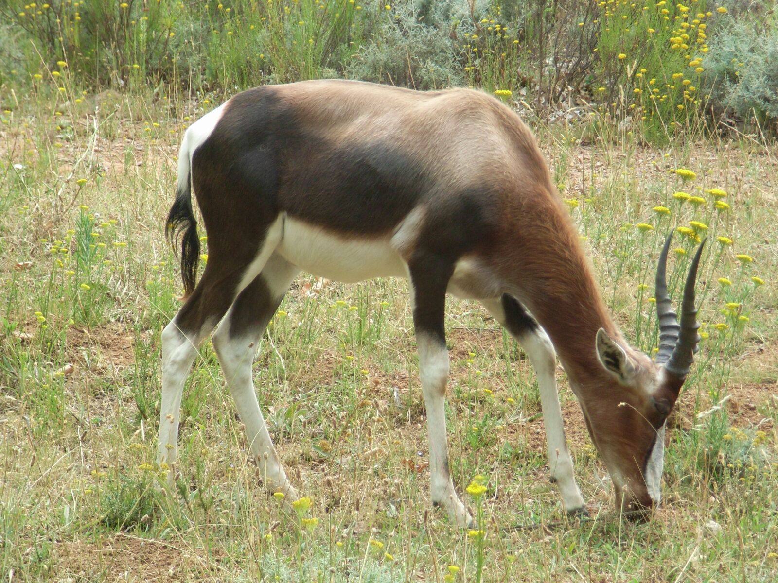 Ricoh Caplio R5 sample photo. South africa, animal, africa photography