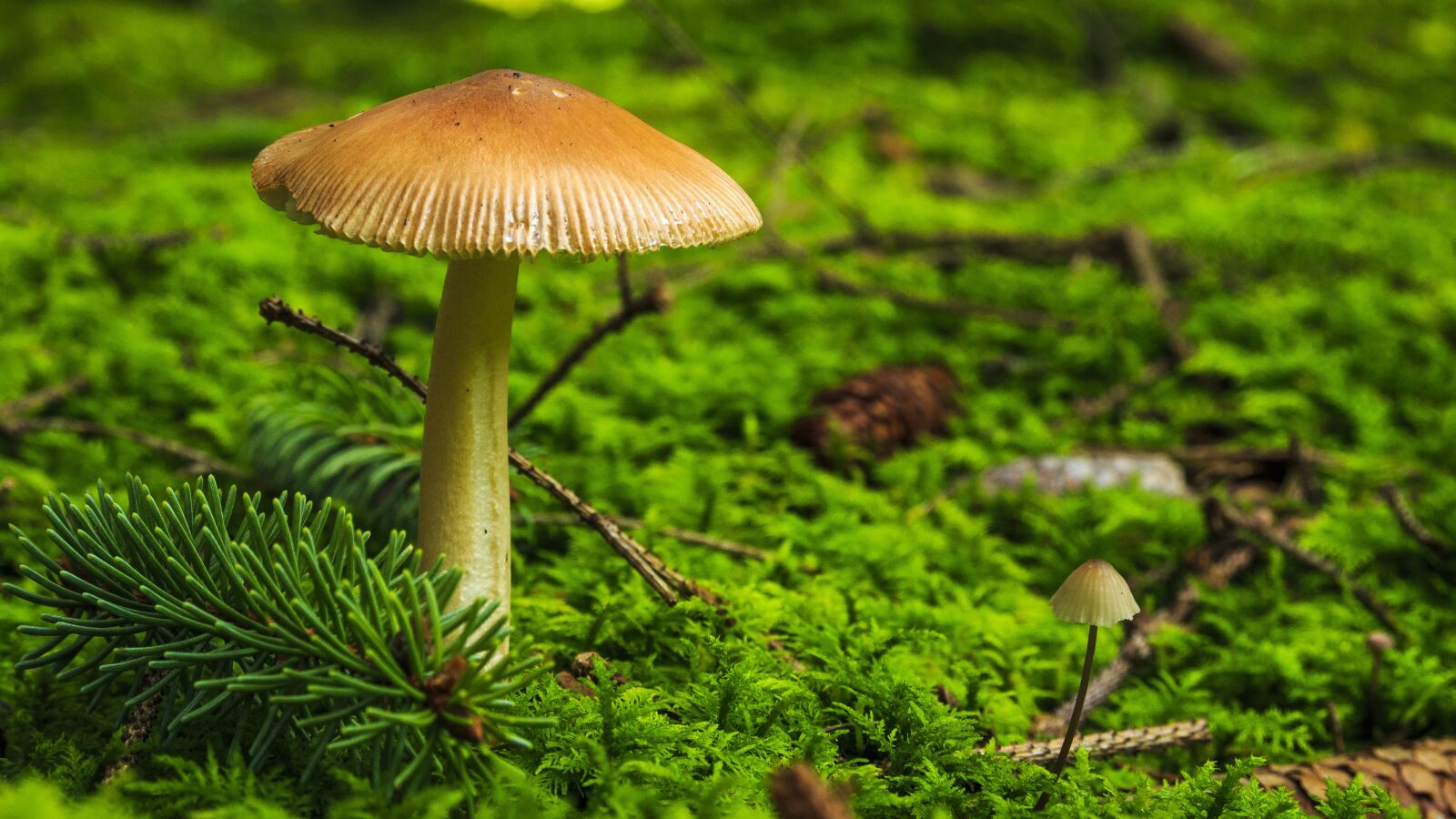 Canon EOS 650D (EOS Rebel T4i / EOS Kiss X6i) sample photo. Mushroom, forest, autumn photography