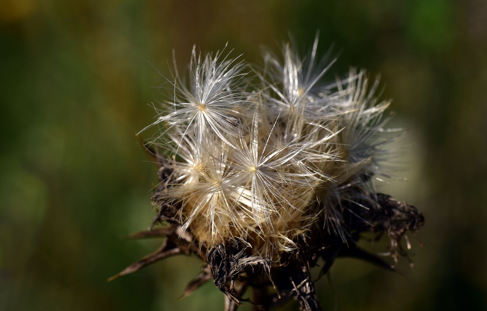 Nikon D750 sample photo. Flying seeds, thistle seed photography