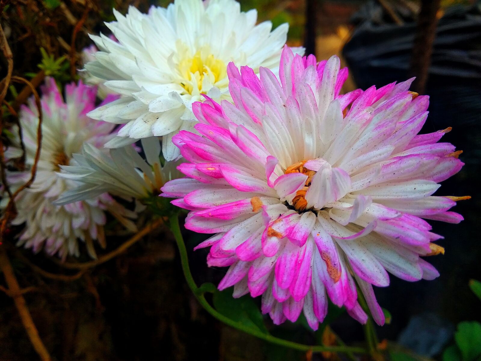 Xiaomi Redmi 5A sample photo. Pink, white, chrysanthemums photography