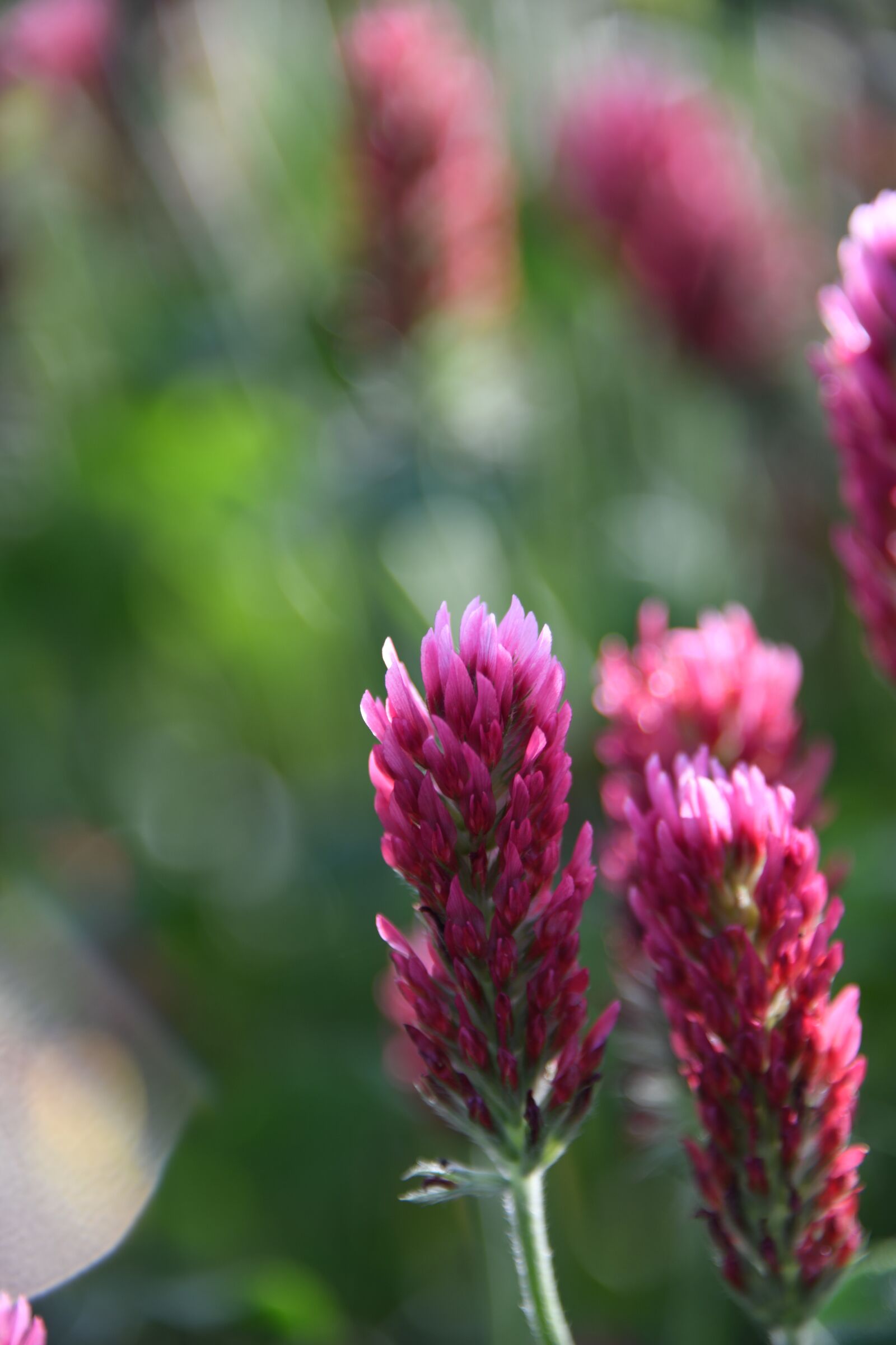 Nikon D850 sample photo. Crimson, clover, plant photography