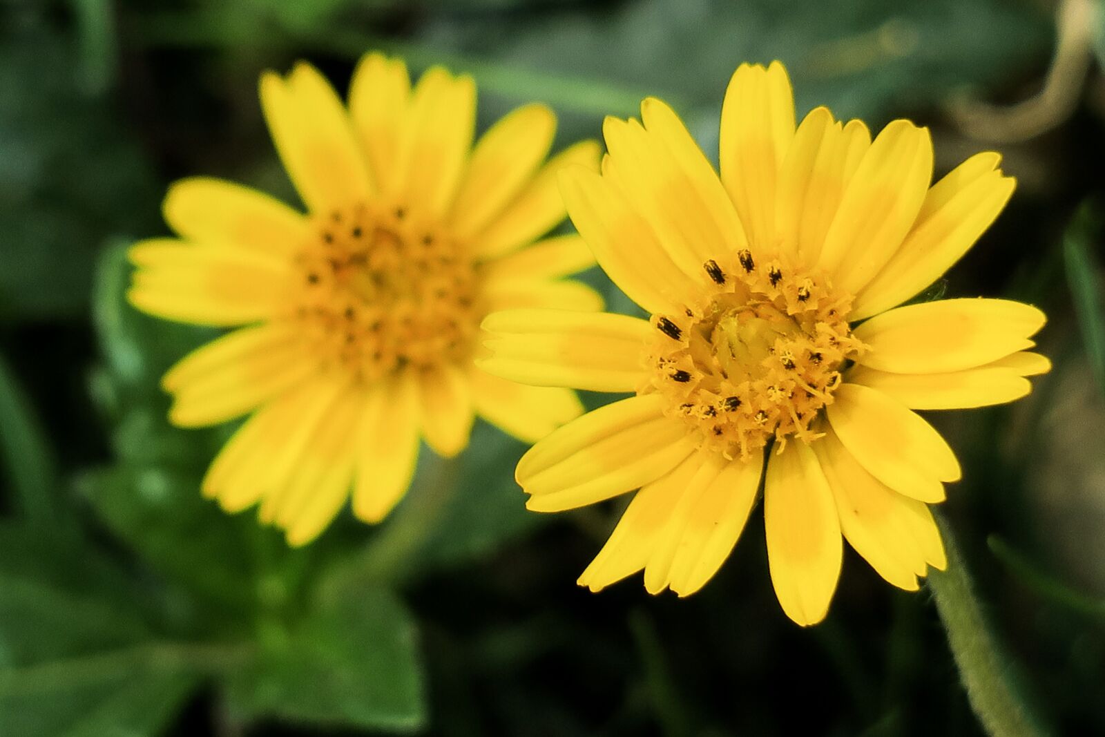 Canon PowerShot G3 X sample photo. Wedelia, nature, flower photography