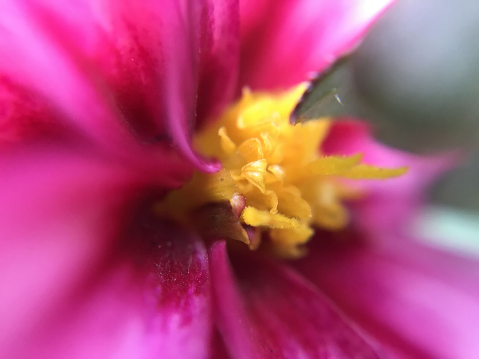 iPhone 7 Plus back dual camera 3.99mm f/1.8 sample photo. Beautiful, flowers, flower photography