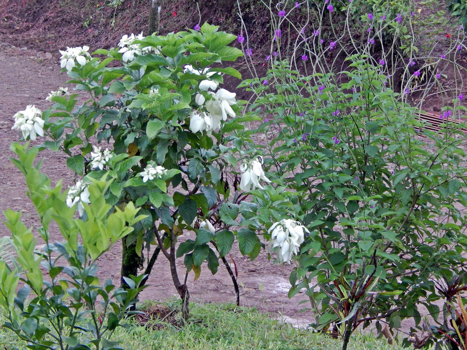 Nikon Coolpix L820 sample photo. Flowers, nature photography
