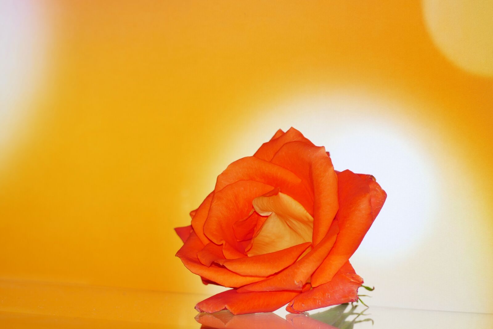Panasonic Lumix DMC-FZ1000 sample photo. Rose, flower, orange photography