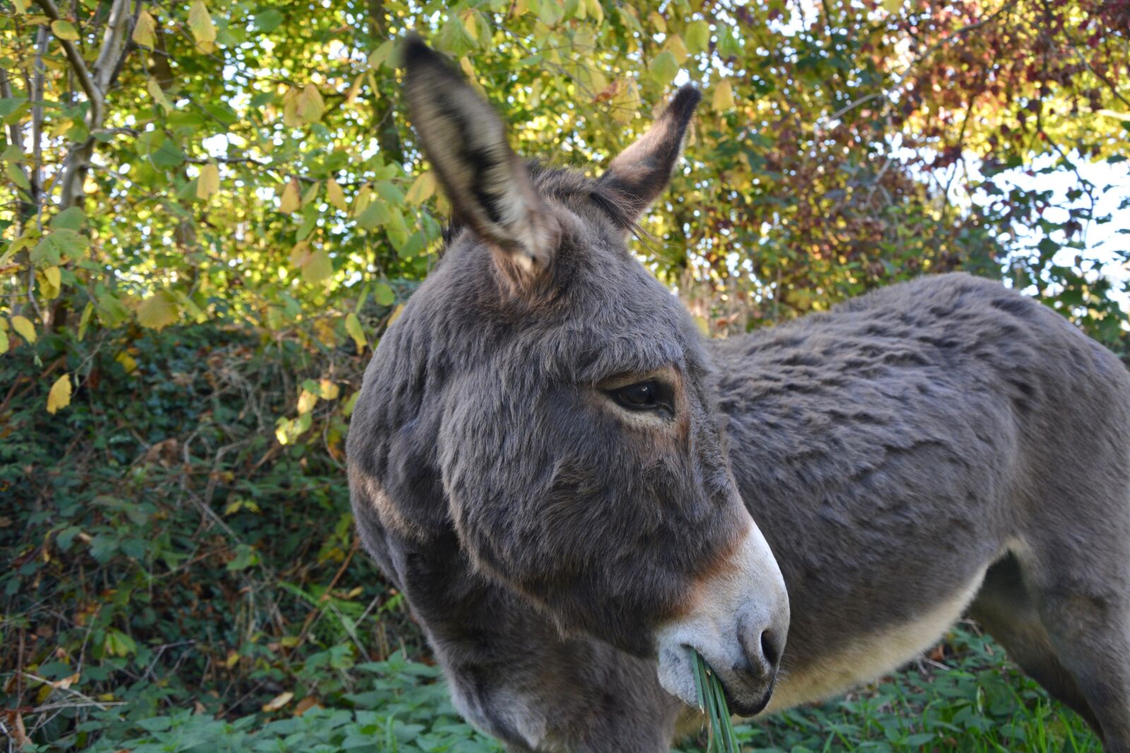 Nikon D5200 sample photo. Donkey, equine, domestic animal photography