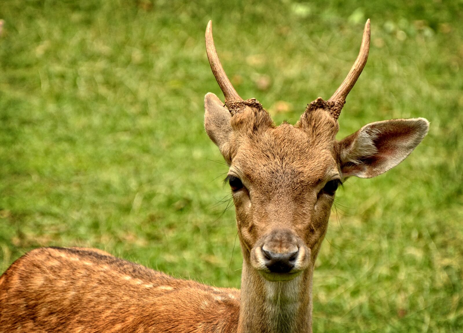 Nikon D7100 sample photo. Fallow deer, damtier, dama photography