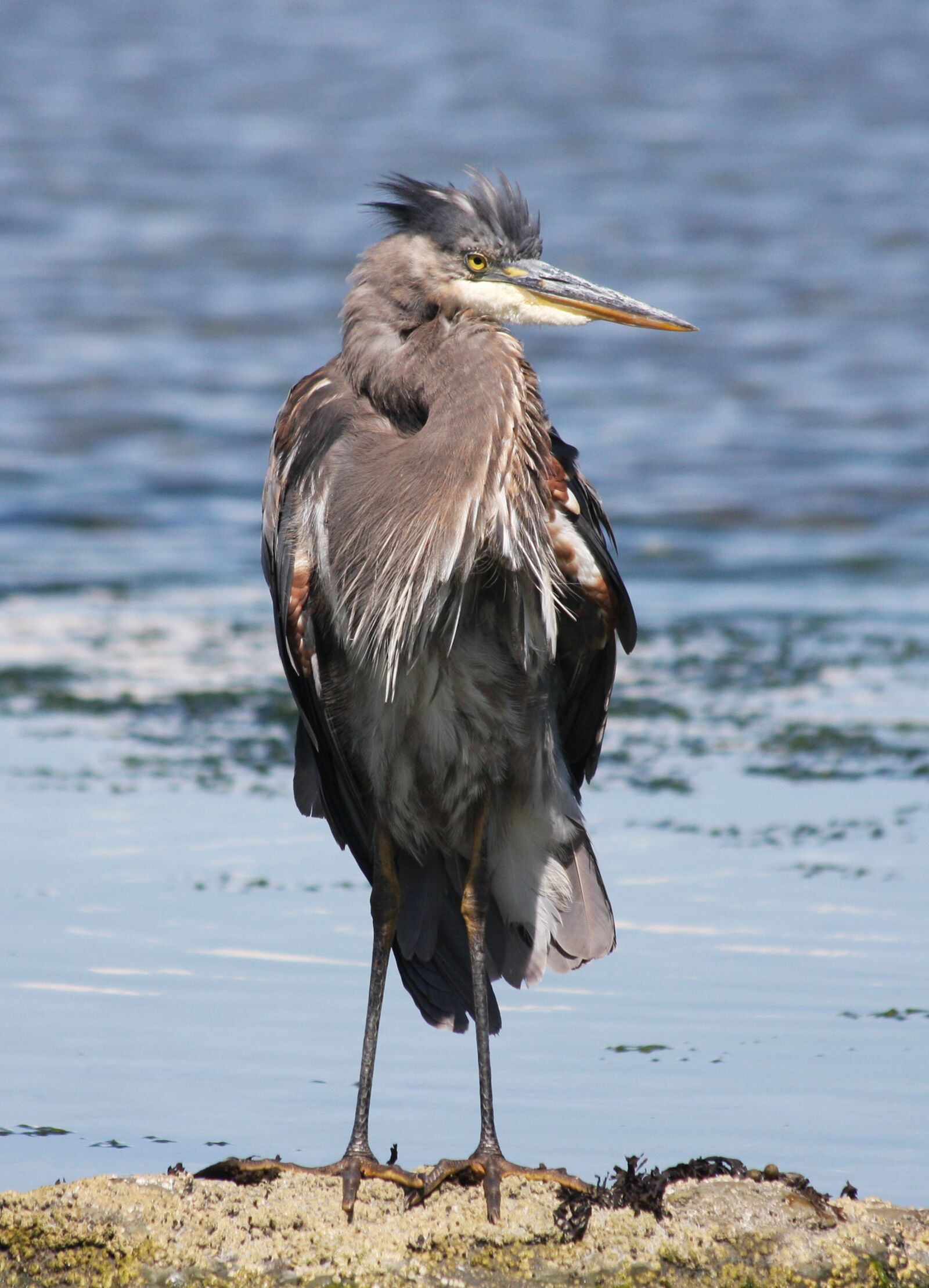 Canon EOS 40D sample photo. Heron, portrait, crown photography