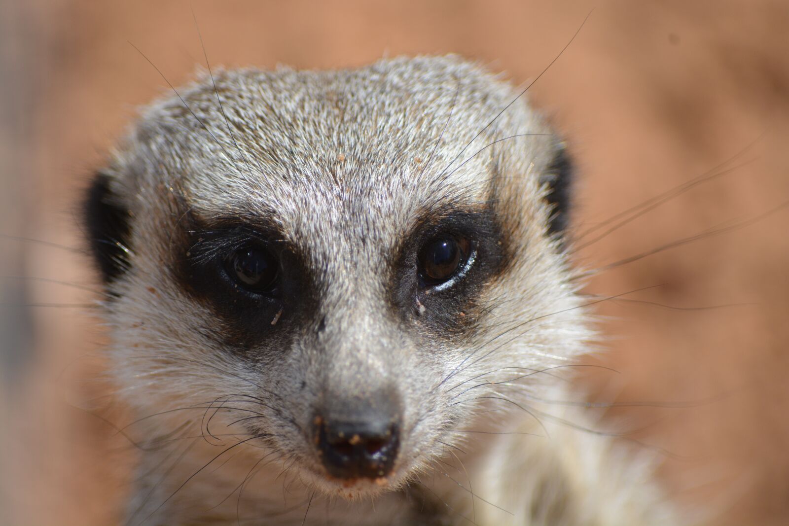 Nikon D5200 sample photo. Meerkat, suricate, animal photography