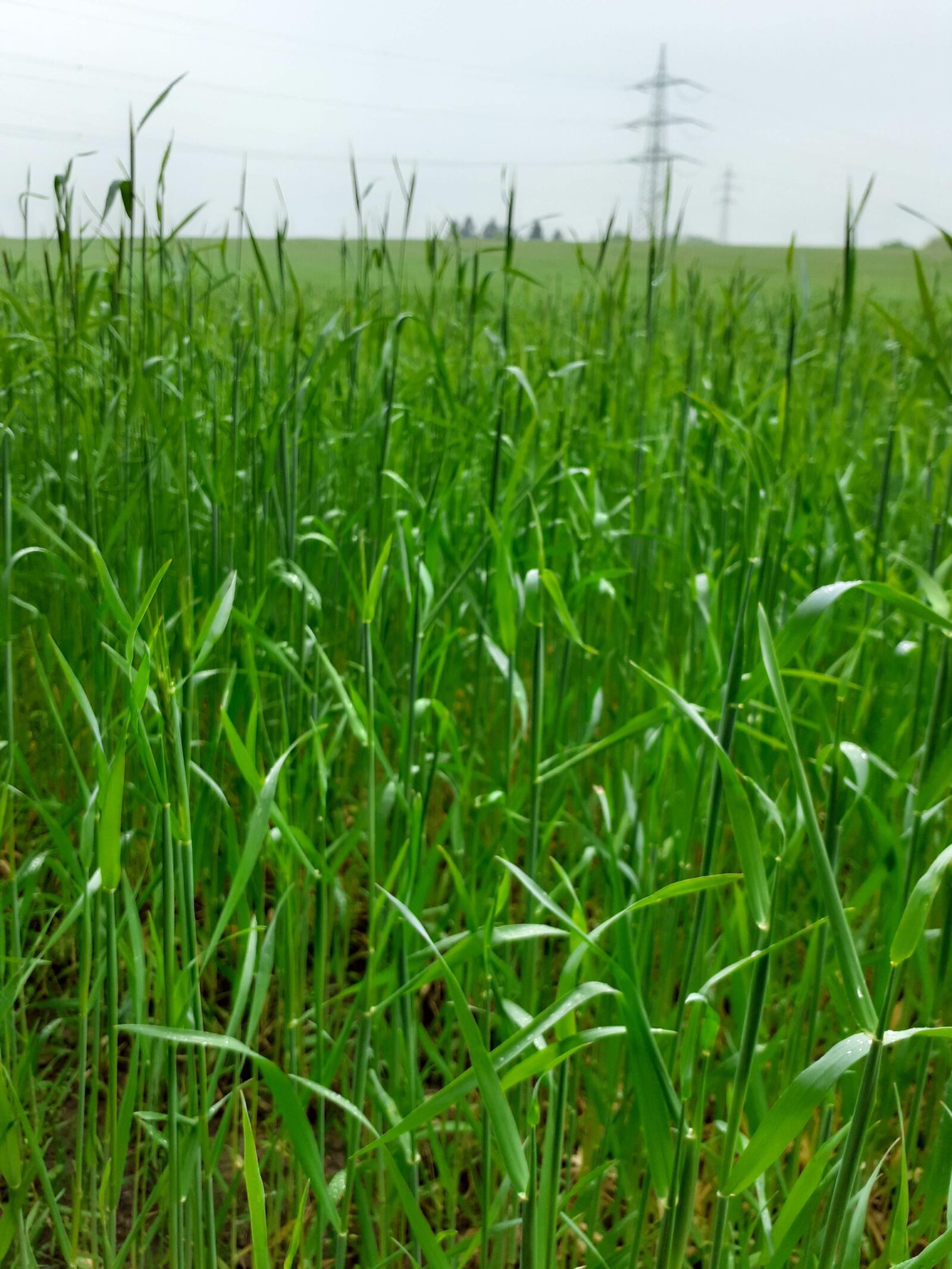 Samsung SM-A202F sample photo. Ravensburg, field, grain photography