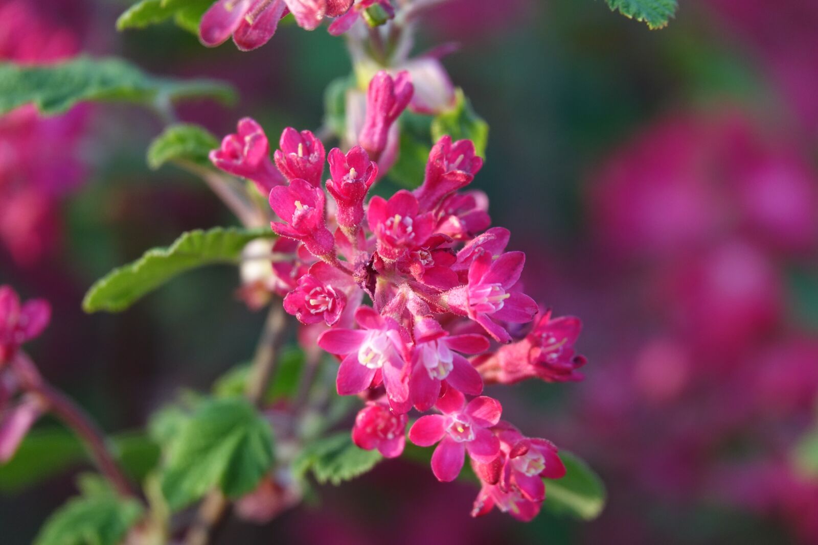 Sony Cyber-shot DSC-RX10 III sample photo. Blossom, the red ribes photography
