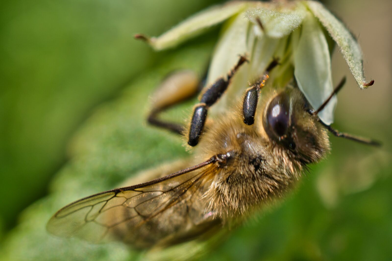 Sony FE 50mm F2.8 Macro sample photo. Bee, bleed, insect photography
