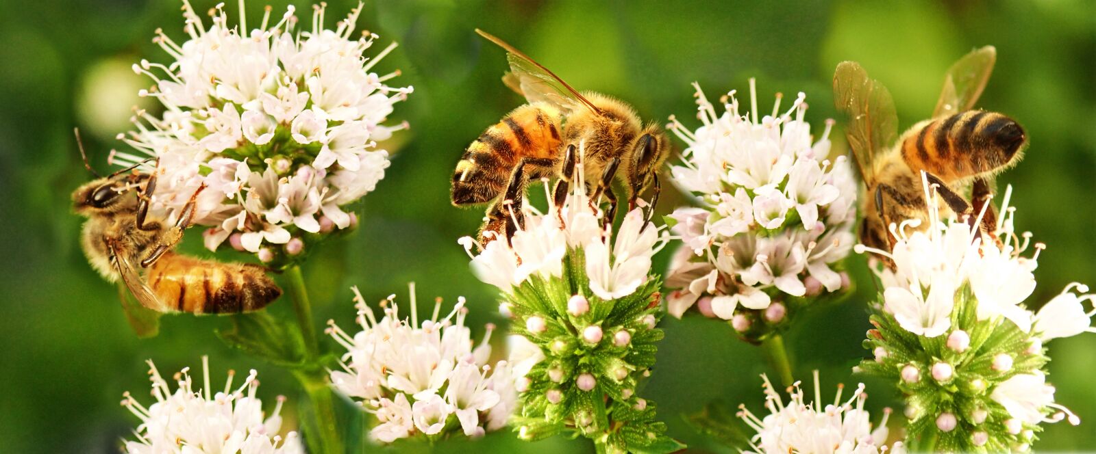 Olympus TG-5 sample photo. Bees, insects, pollen photography