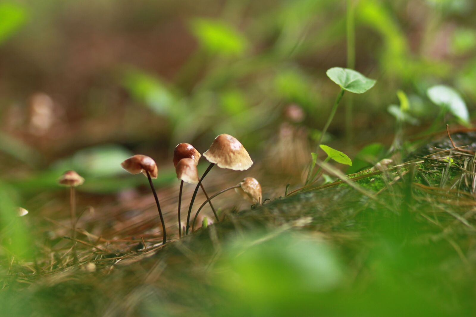 Canon EOS 500D (EOS Rebel T1i / EOS Kiss X3) sample photo. Mushroom, nature, forest photography