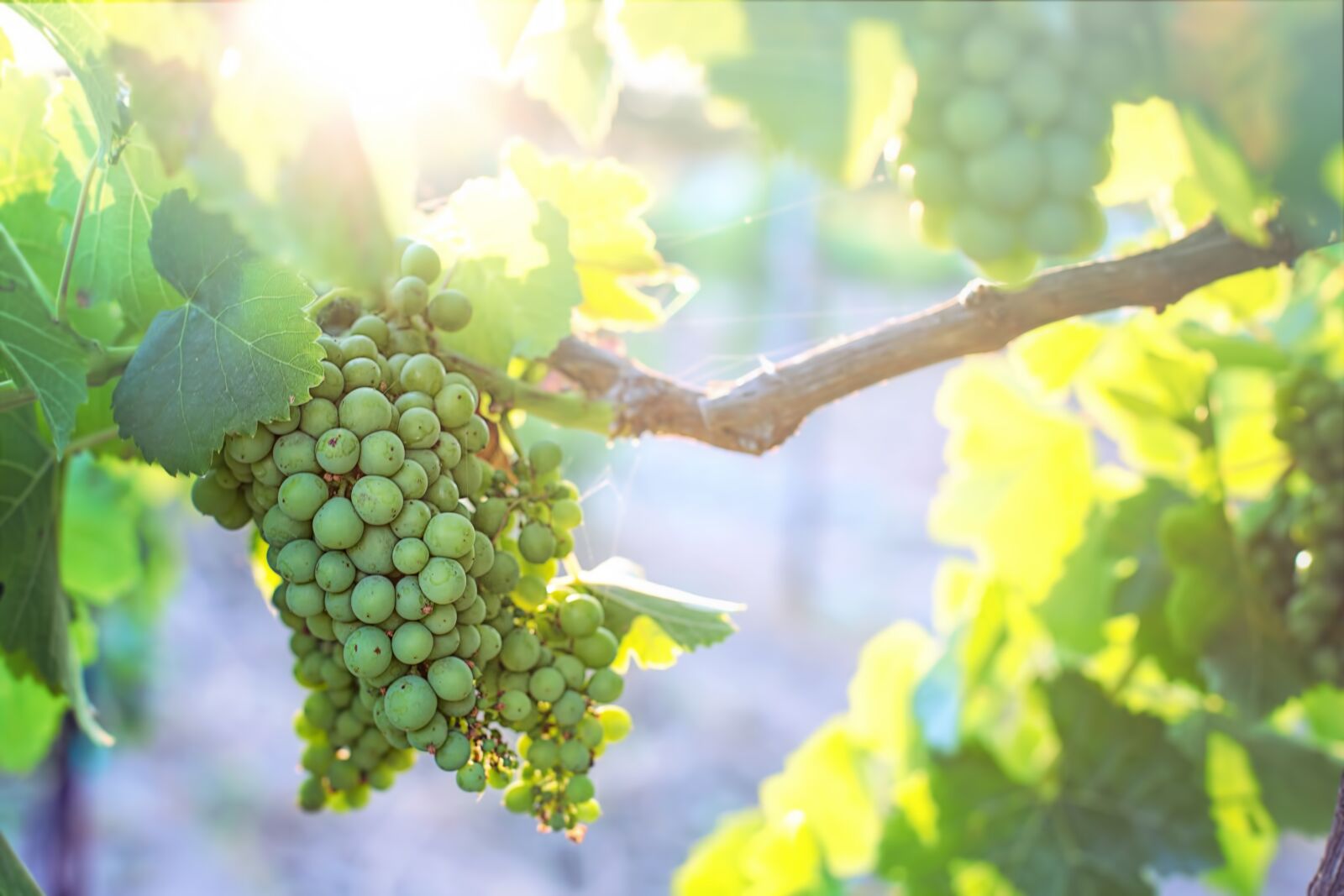 Canon EF 50mm F1.4 USM sample photo. Grapes, unripe, unripened photography