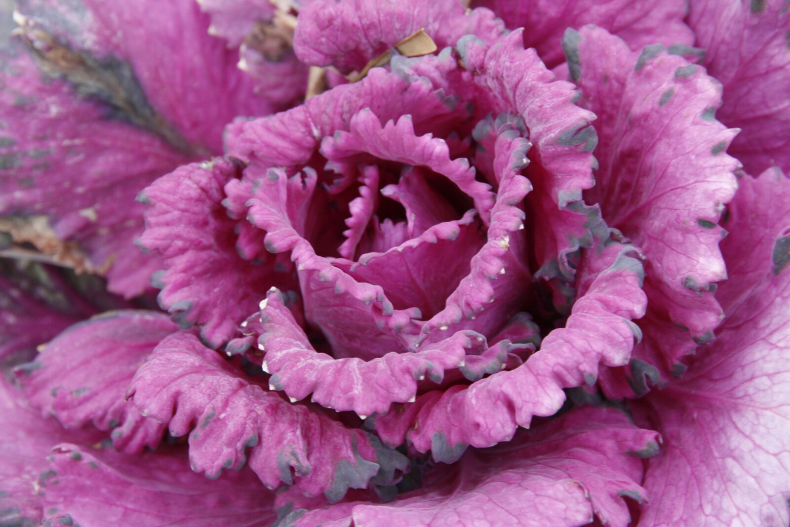 Canon EOS 450D (EOS Rebel XSi / EOS Kiss X2) sample photo. Plant, lettuce, organic photography