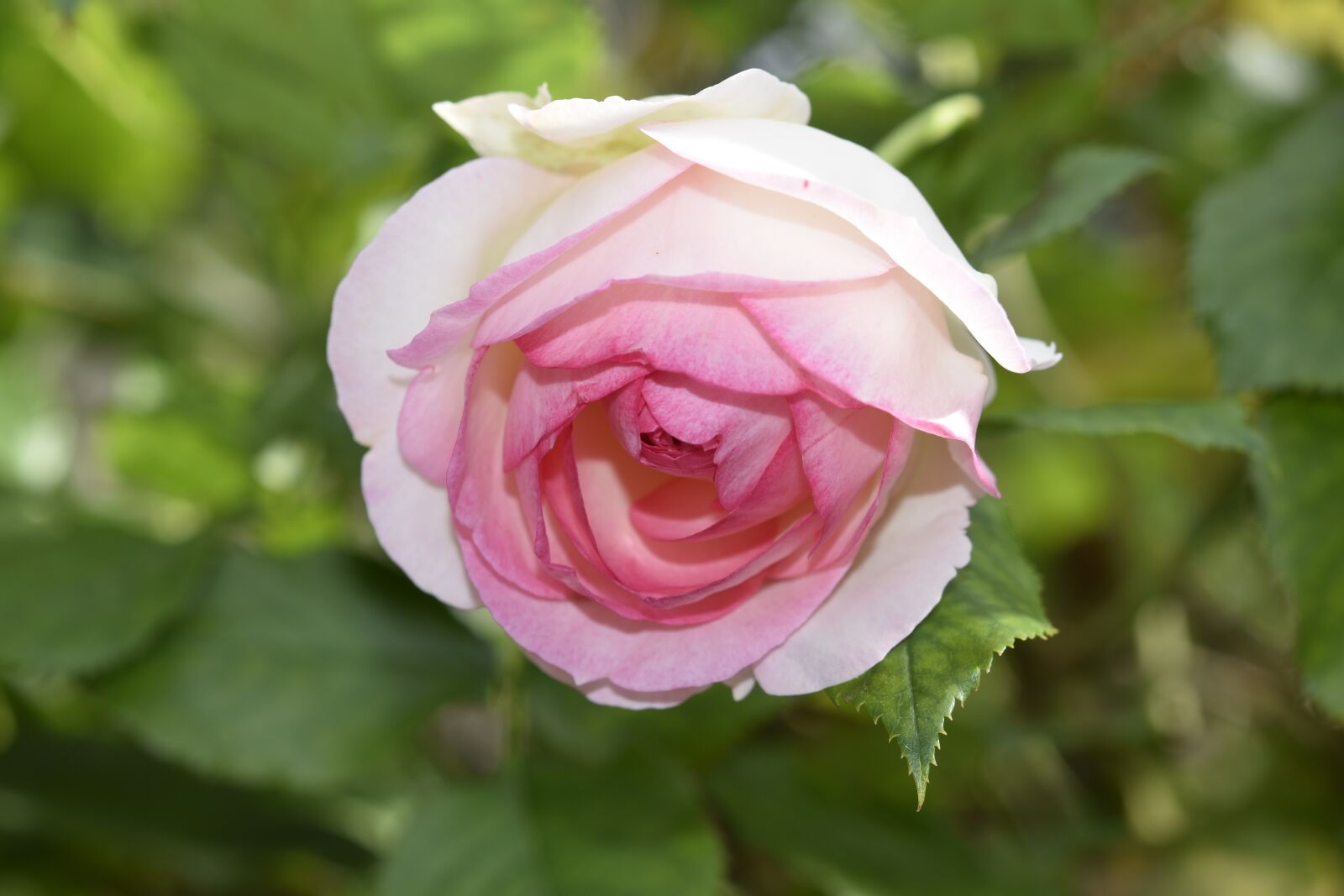 Nikon D5600 sample photo. Flower, pink, rosebush photography