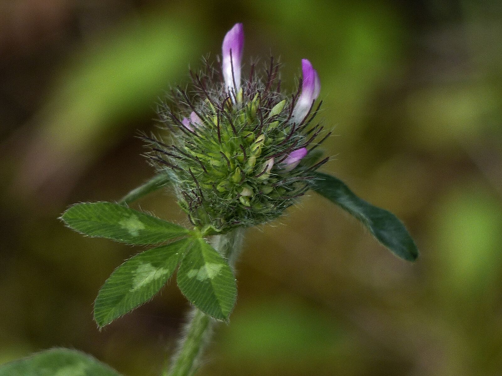 Panasonic Lumix DMC-FZ200 sample photo. Clover, leaves, meadow photography