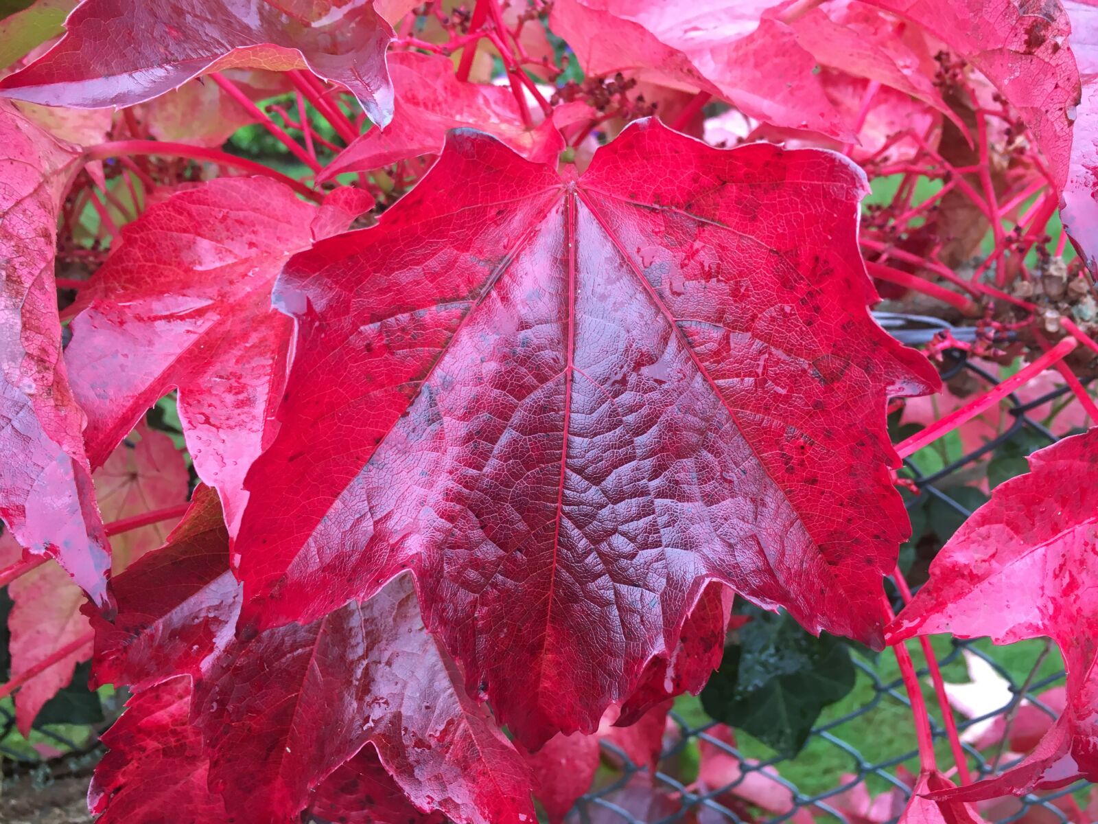 Apple iPhone 6s sample photo. Autumn leaf, red, fall photography