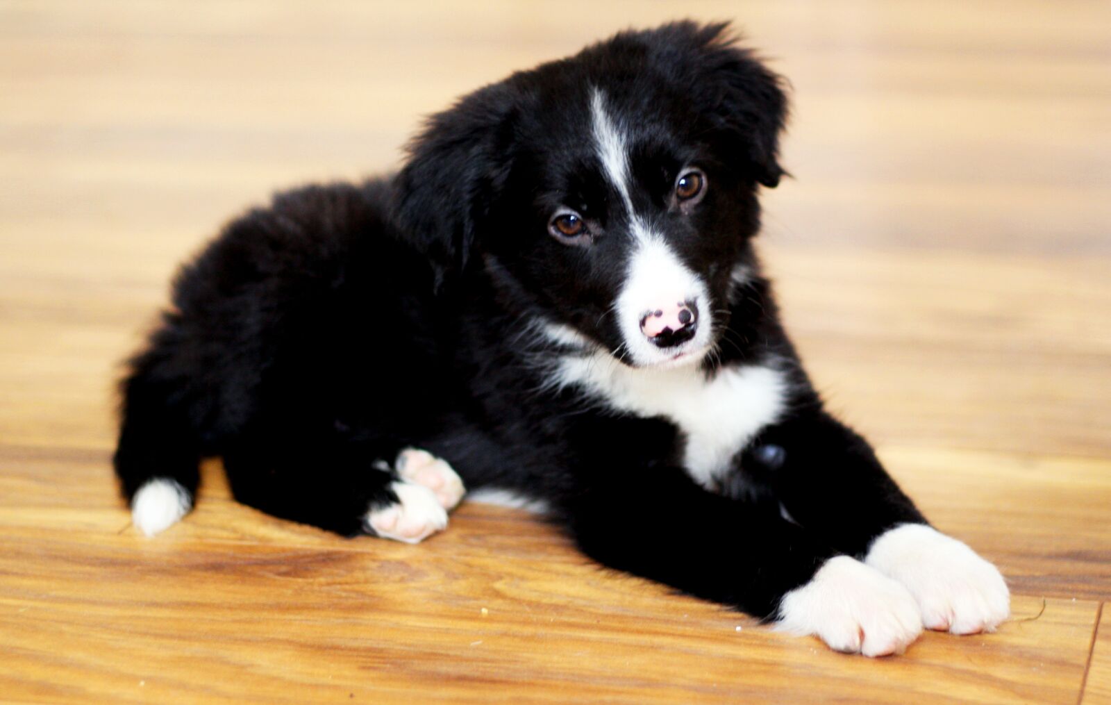 Canon EOS 40D sample photo. Border collie, collie, dog photography