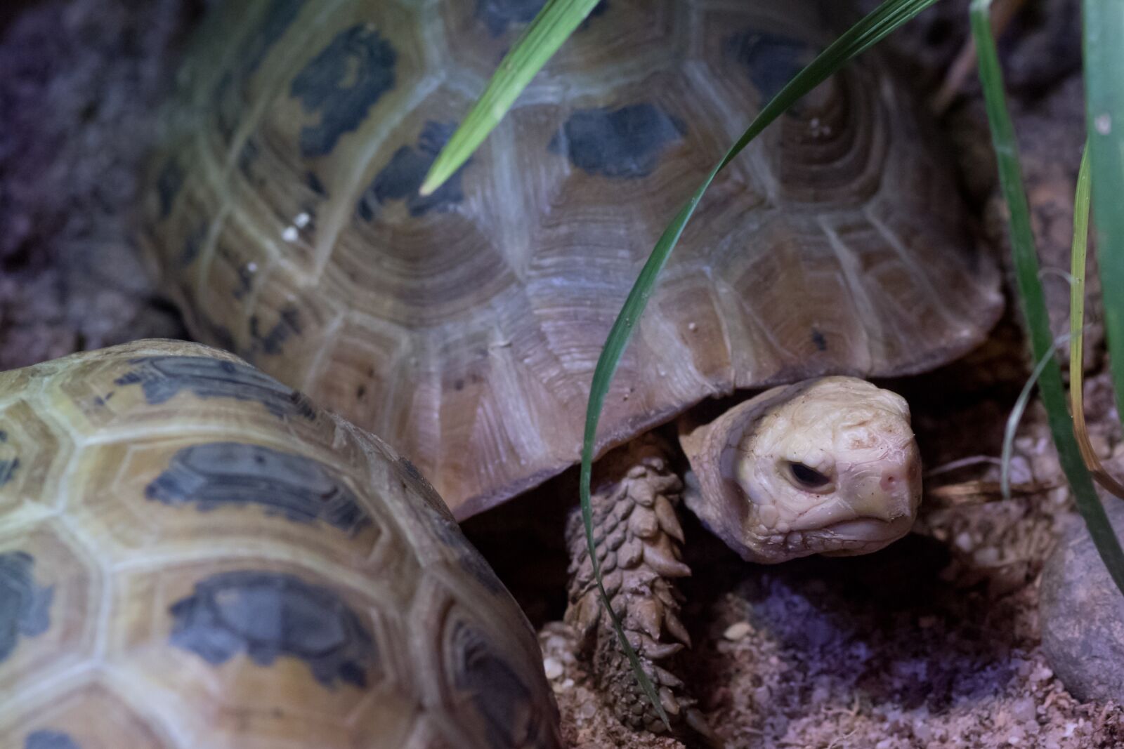 Nikon D5500 sample photo. Turtle, zoo, animal photography
