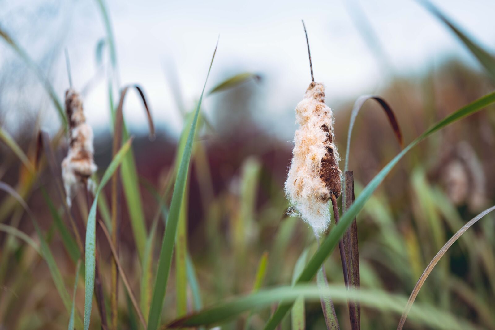 Nikon D750 sample photo. Cane, rush, reed photography