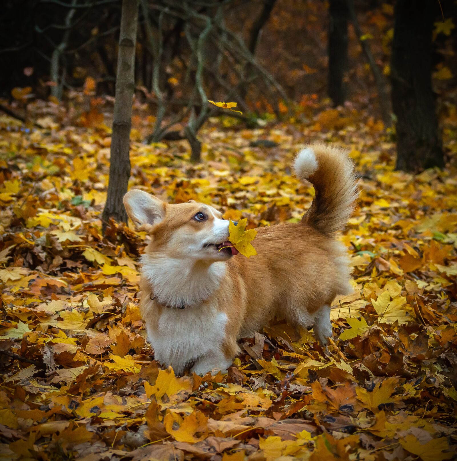 Nikon D3200 sample photo. Welsh corgi pembroke, corgi photography