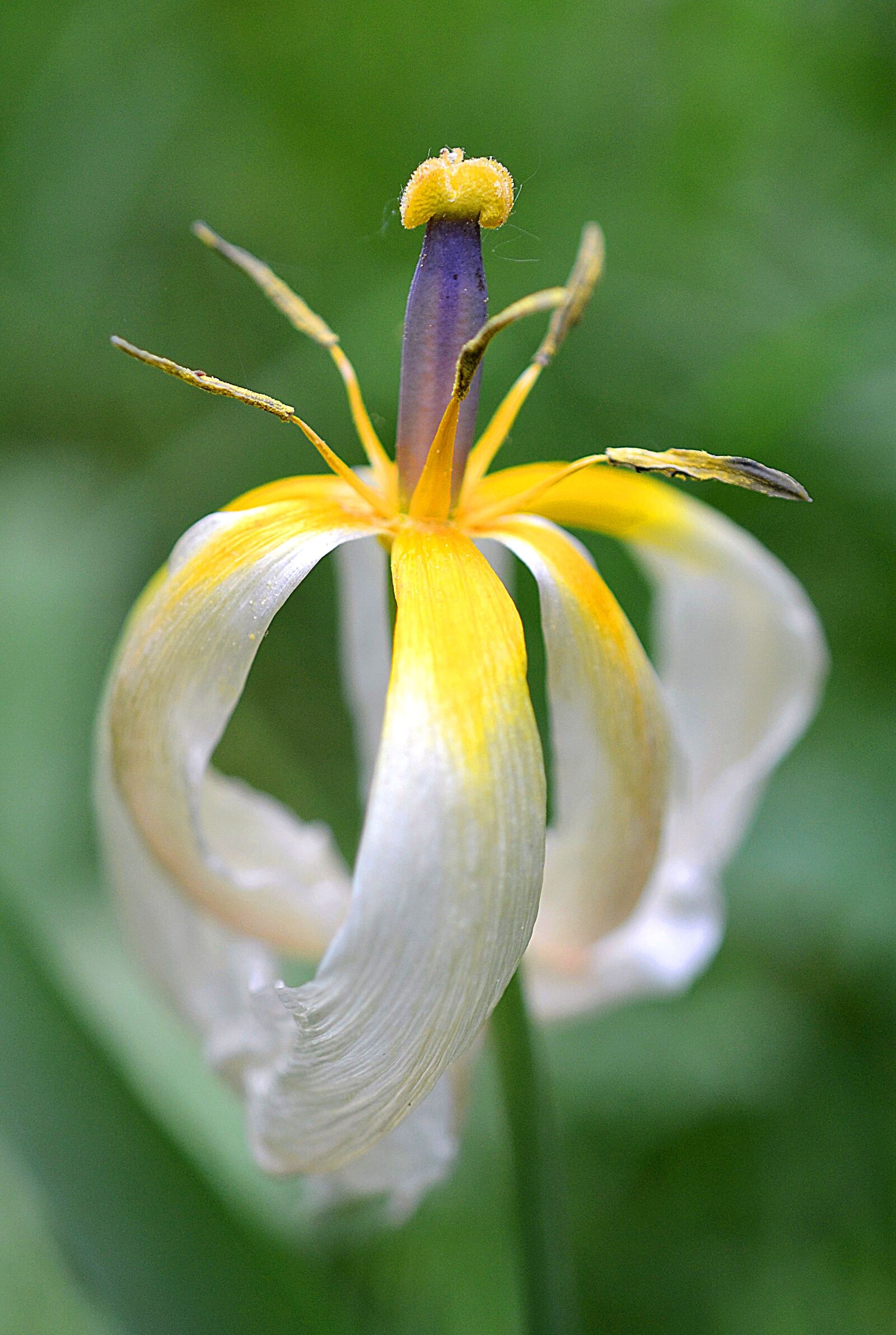 Nikon D3100 sample photo. Tulip, faded, withered photography