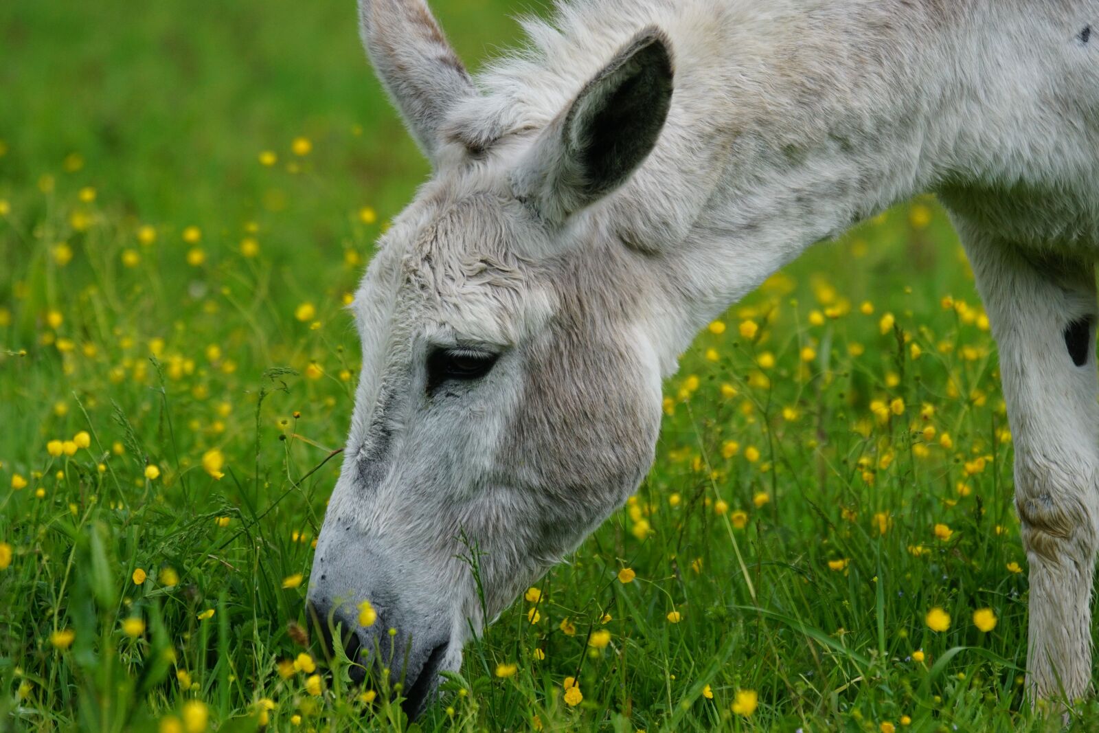 Sony ILCA-77M2 + Sony 70-400mm F4-5.6 G SSM sample photo. Donkey, domestic donkey, perissodactyla photography