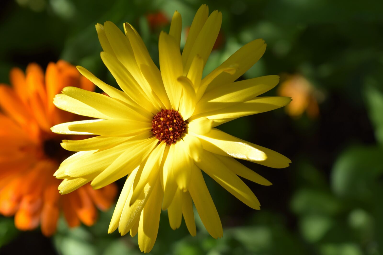 Nikon D3300 sample photo. Flower, yellow, orange photography