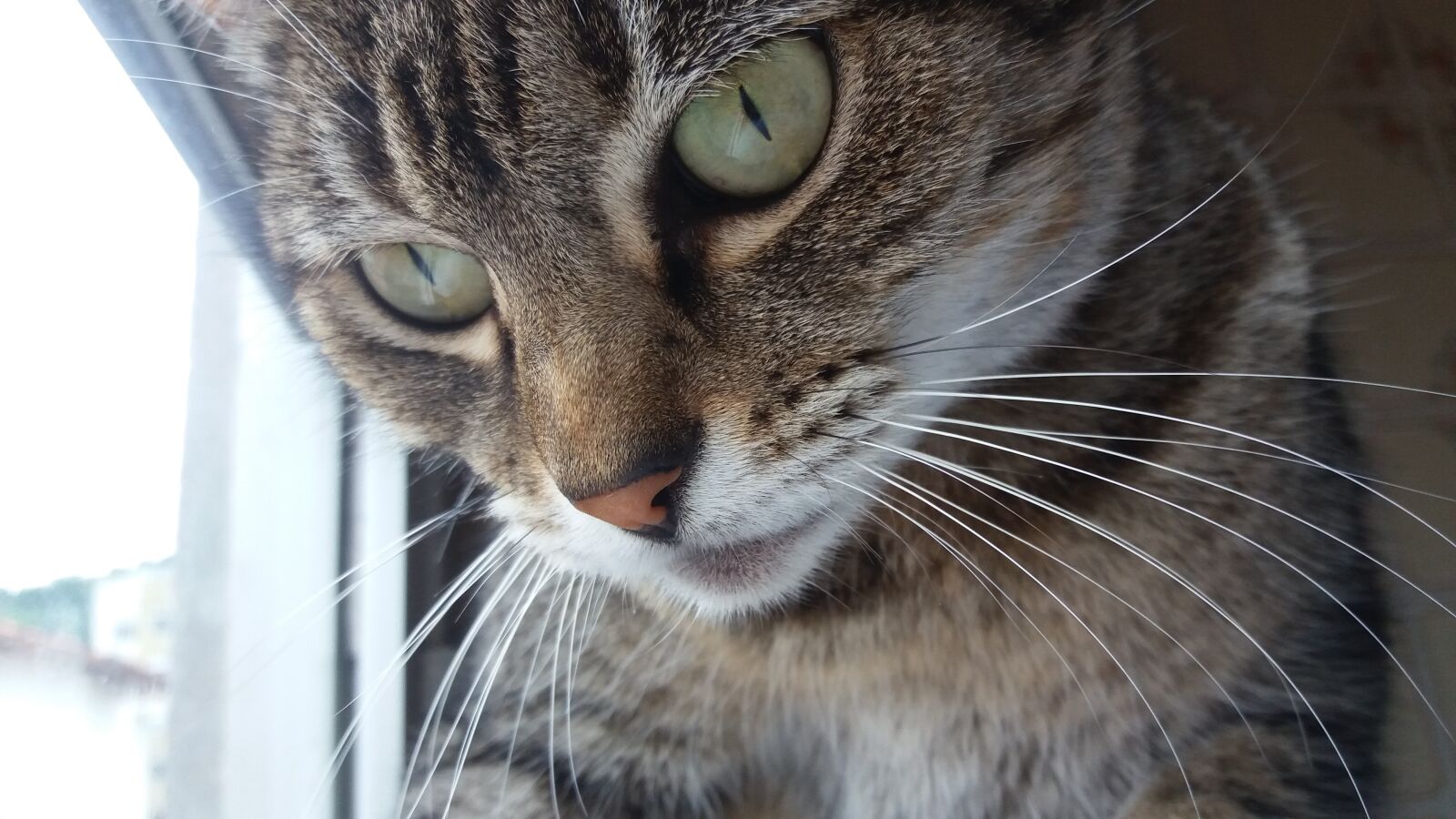 Samsung Galaxy J5 sample photo. Cat, eyes, gata photography